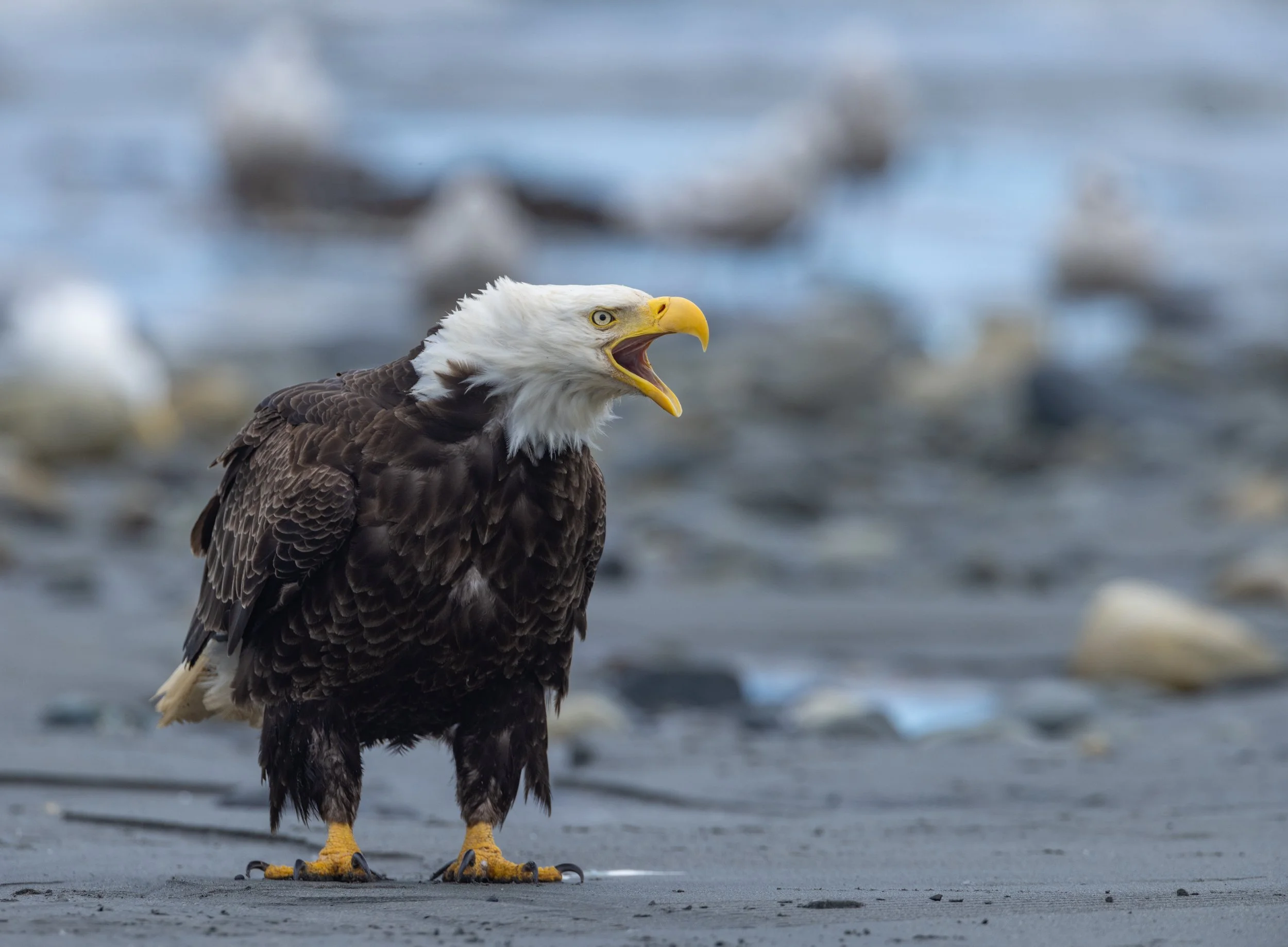 Bald_Eagle_Alaska_Photo_Tour_Workshop-0938-2.jpg