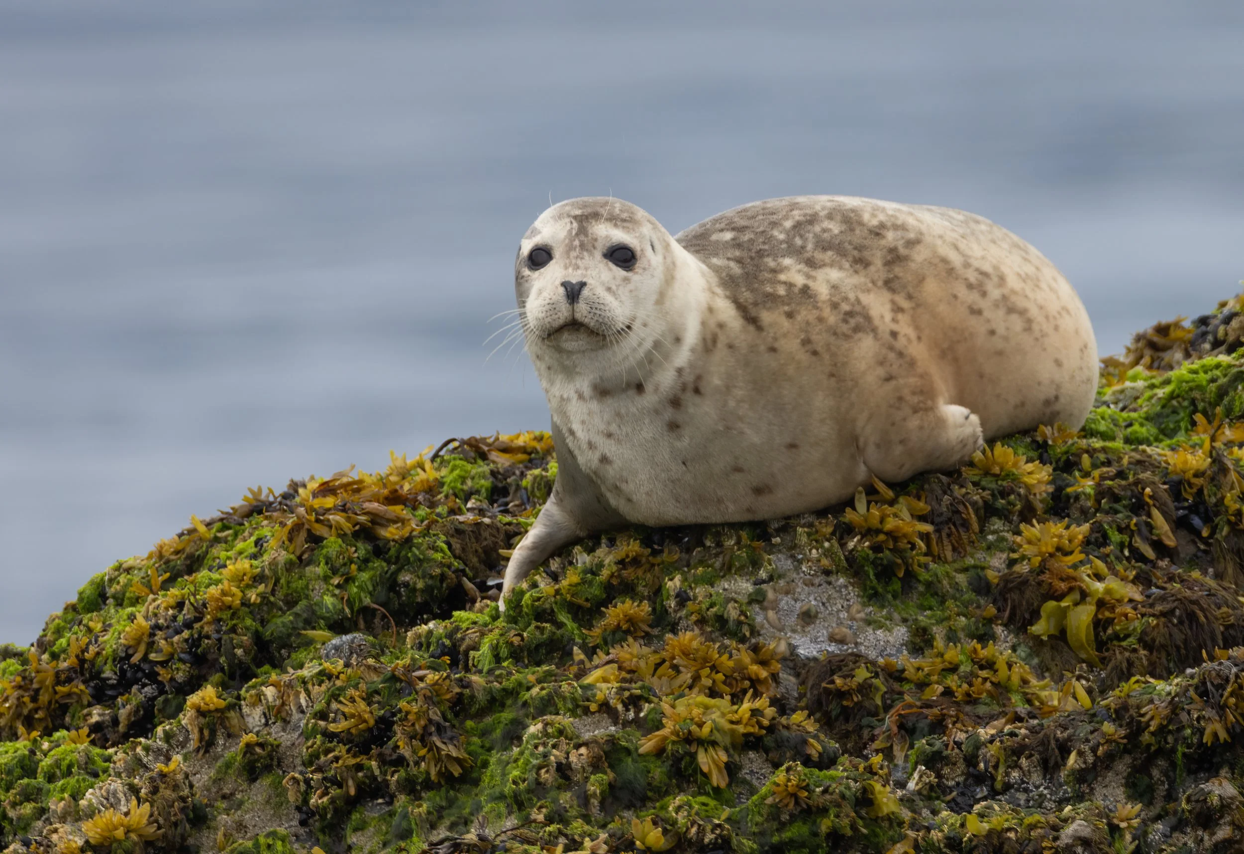 Alaska_harbor_seal_Photo_Tour_Workshop-5330-Edit.jpg