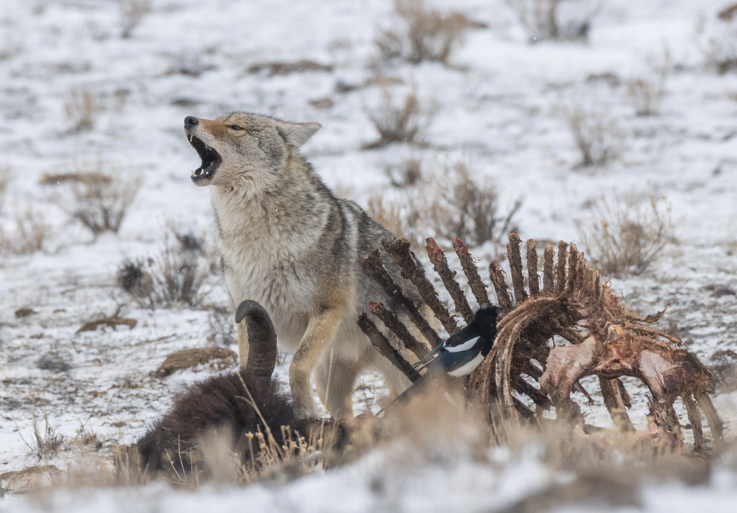 Coyote_howling_Yellowstone_Winter_Photo_Tour_Workshop-8804.jpg