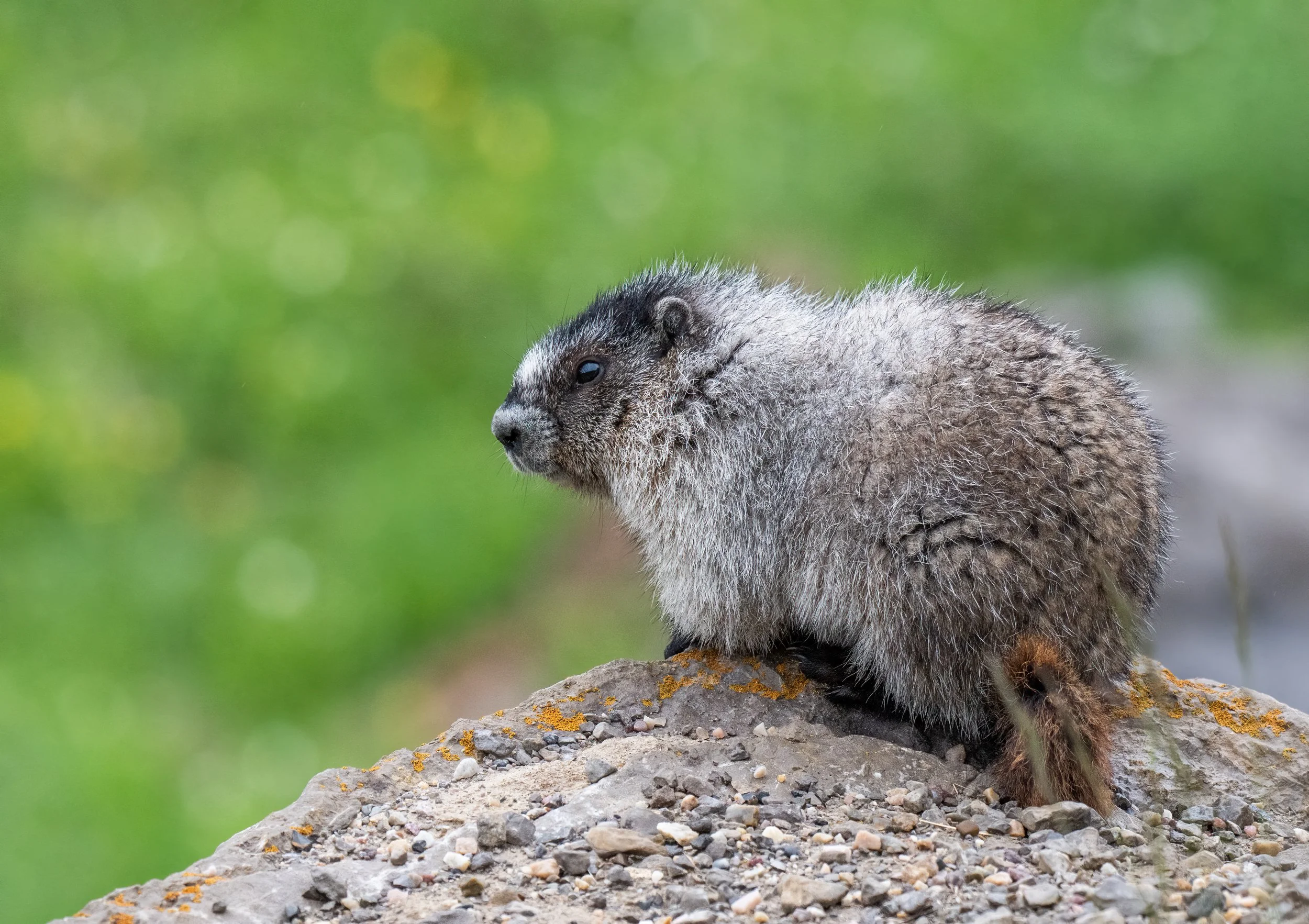 Slonina_Photography_hoary_marmot_Jasper.jpg