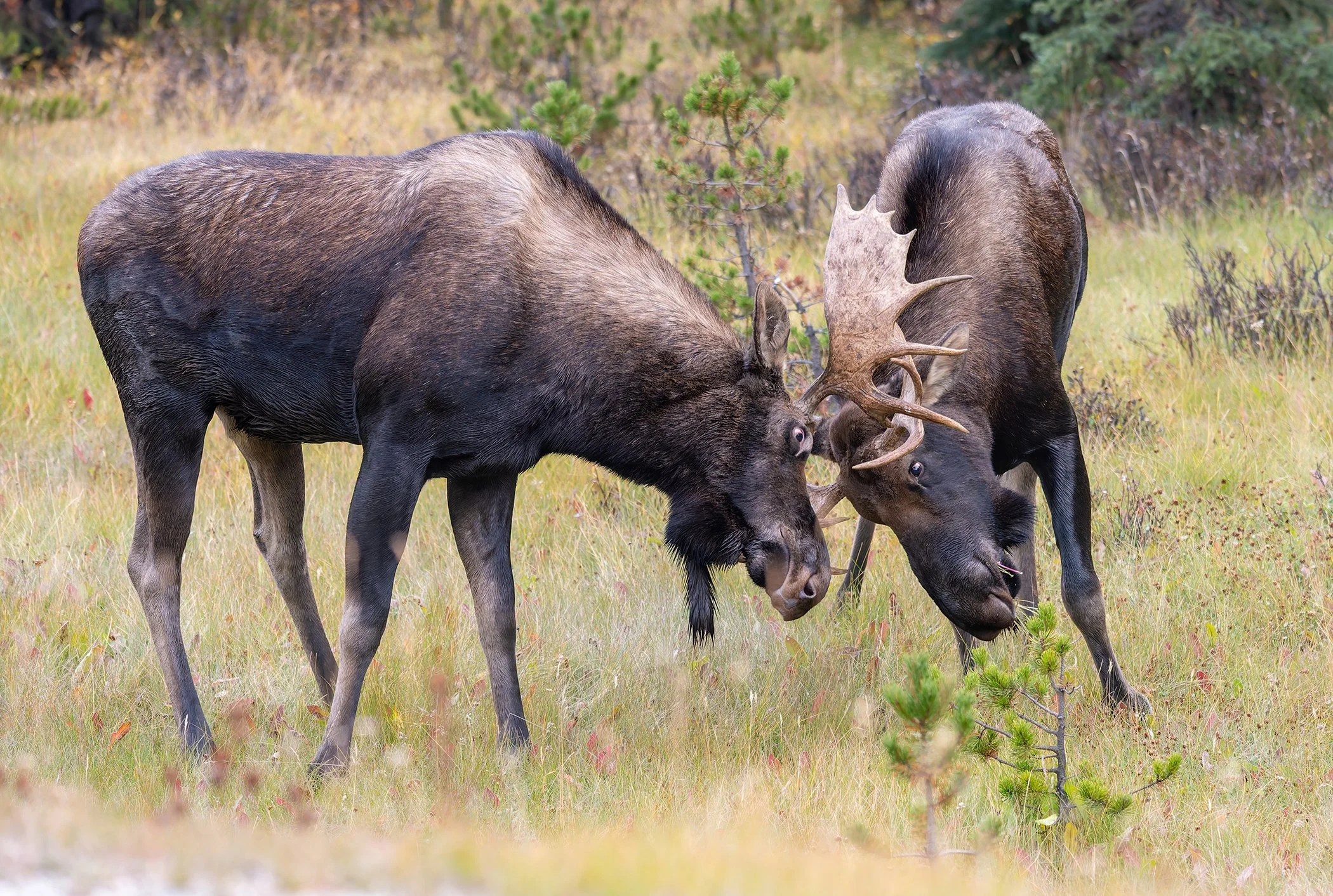 Canadian_Rockies_Moose_Jasper.jpg