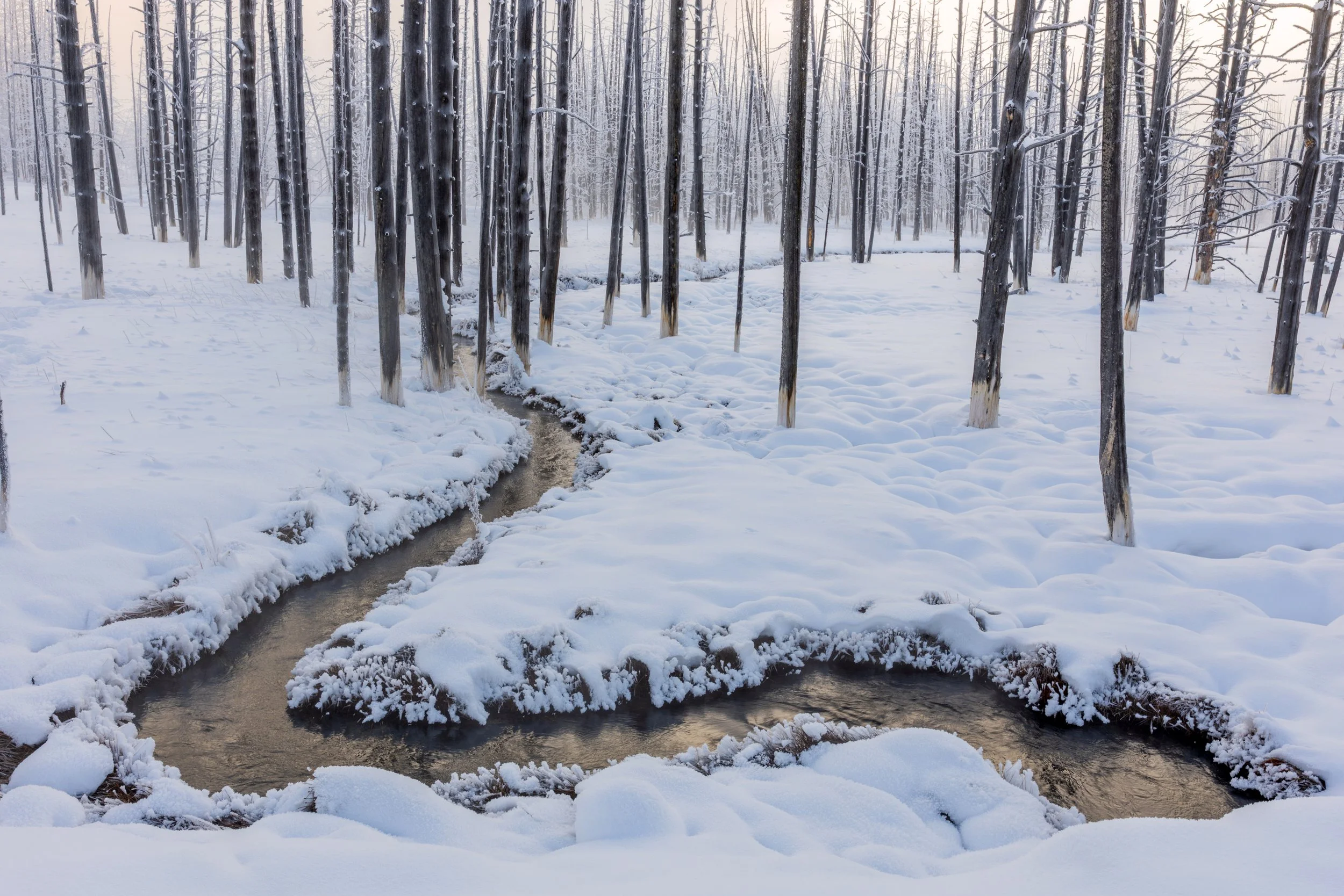 Ghost_Trees_Yellowstone_Winter_Photo_Tour_Workshop-5959.jpg