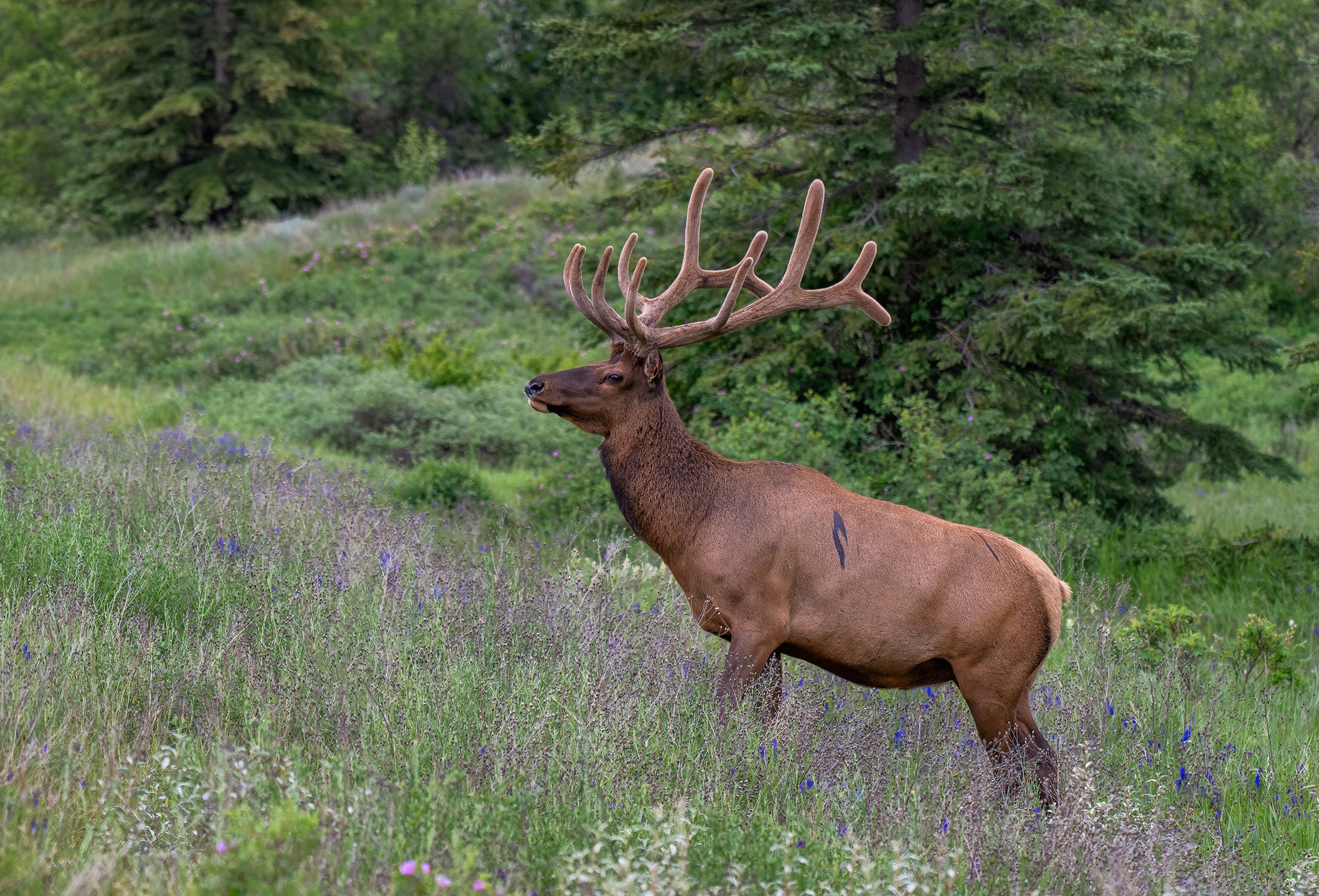 Slonina_Photography_BullElk2_Jasper.jpg