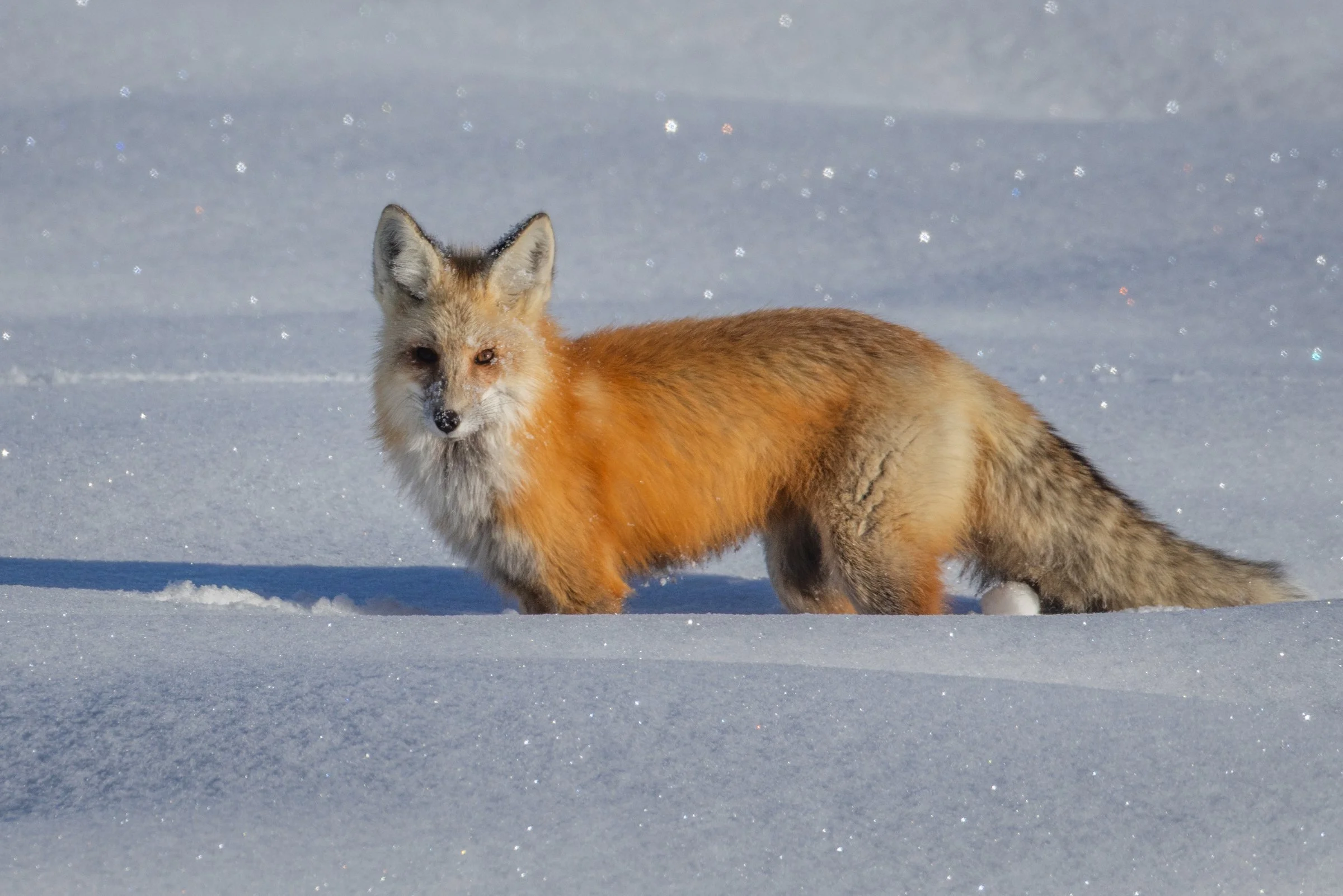 Red_Fox_Yellowstone_Winter_Photo_Tour_04.jpg