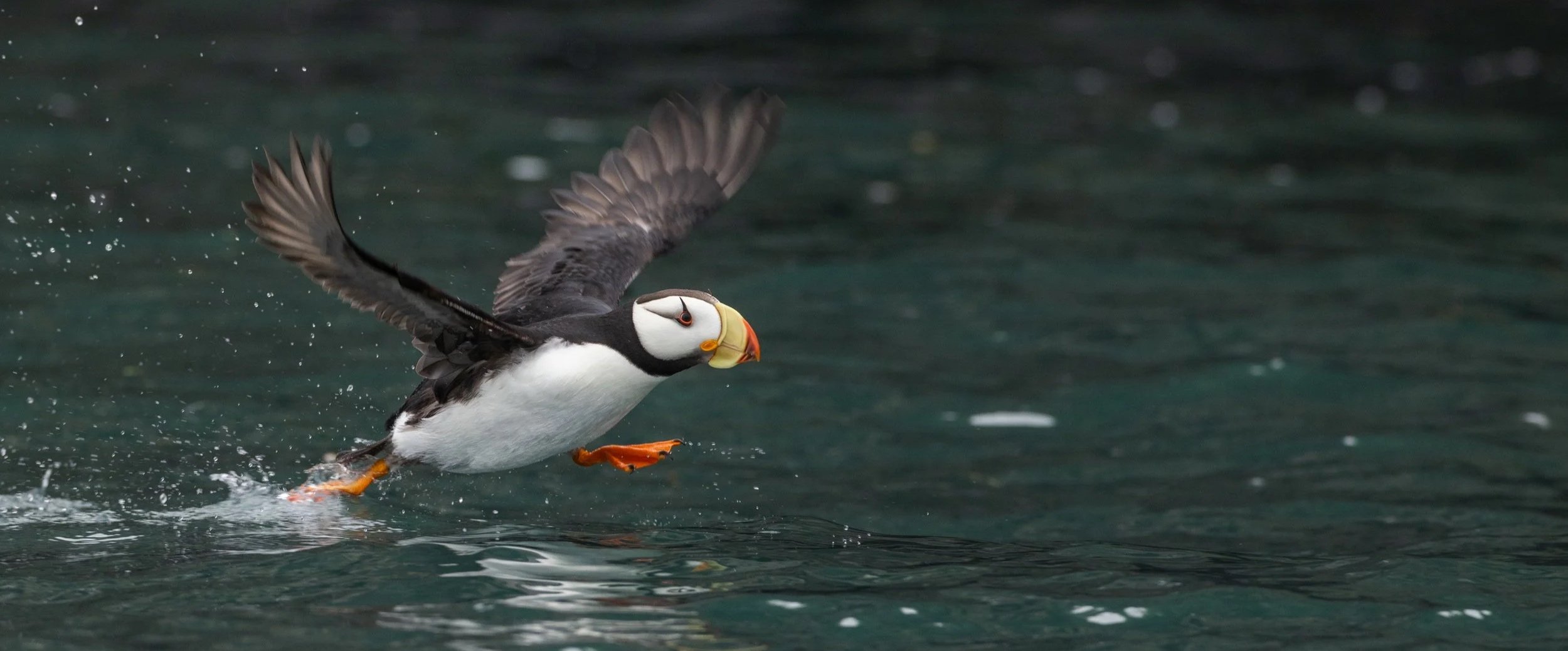 Horned_Puffin_Alaska_Photo_Tour_Workshop-3841.jpg