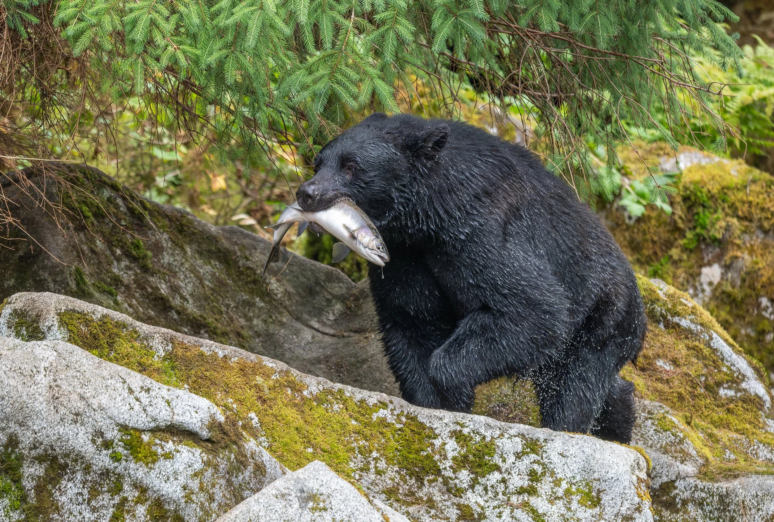 Alaska_Black_Bear_Photo_Tour.jpg