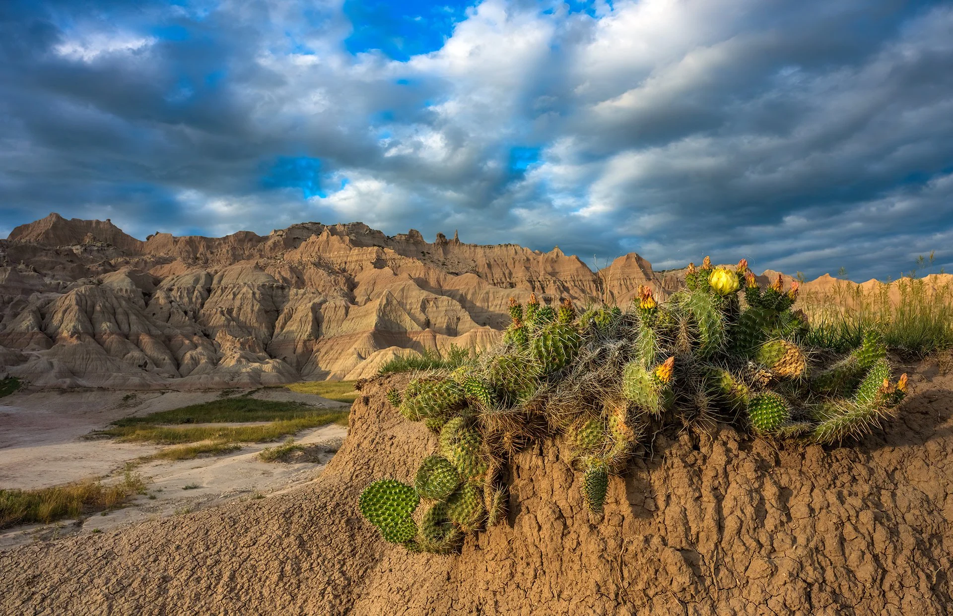 South_Dakota_Badlands_Cactus_Sunset_Photo_Workshop.jpg