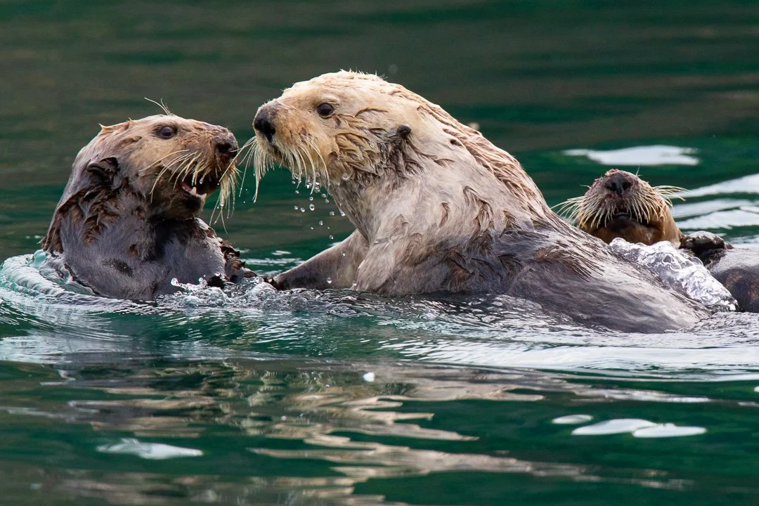 Alaska_Sea_Otter_Photo_Tour_Workshop-1498.JPG
