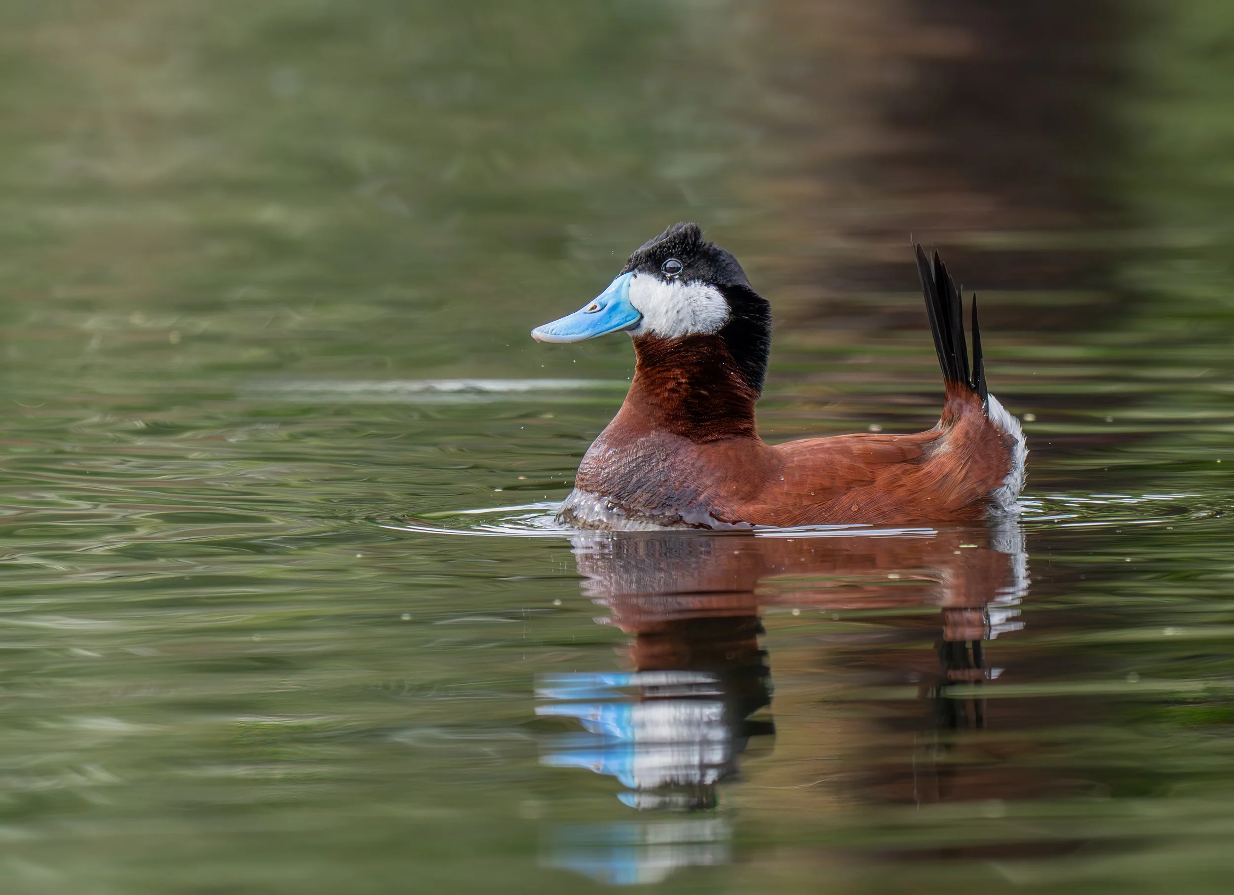 Arizona_Birds_Workshop_Ruddy_Duck.jpg