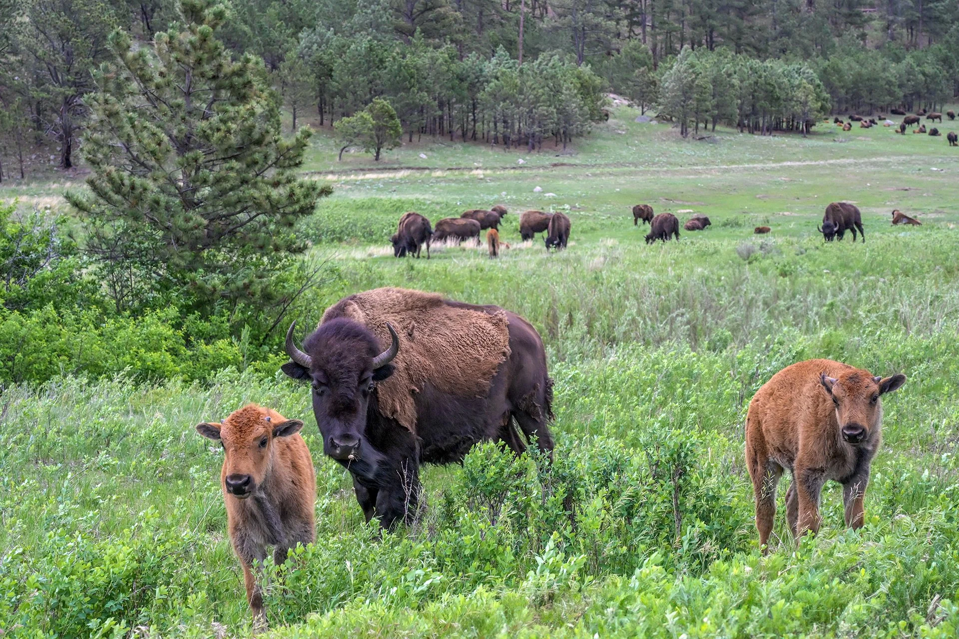 South_Dakota_Custer_Bison_Family_Photo_Workshop.jpg