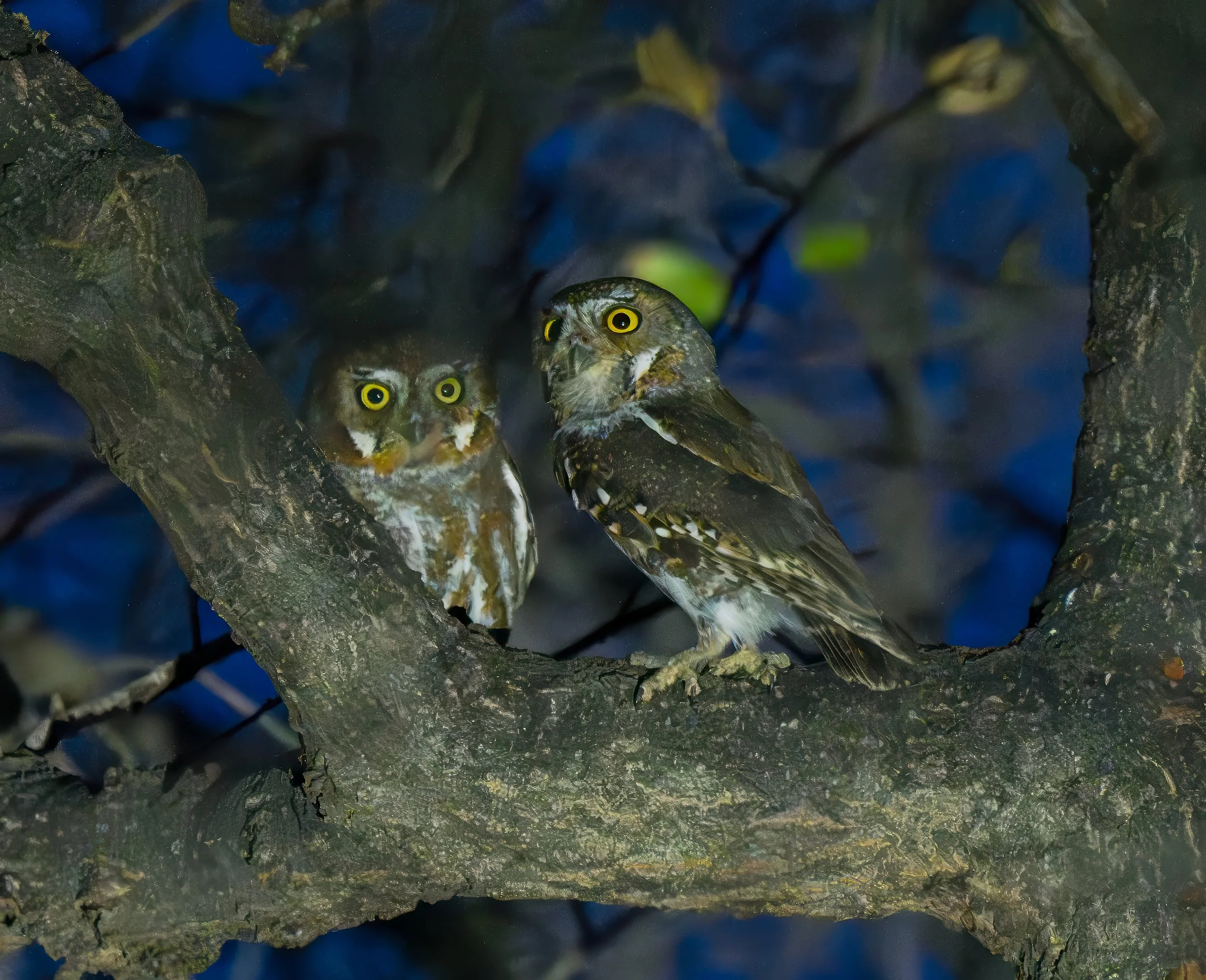 Arizona_Birds_Elf_Owls.jpg