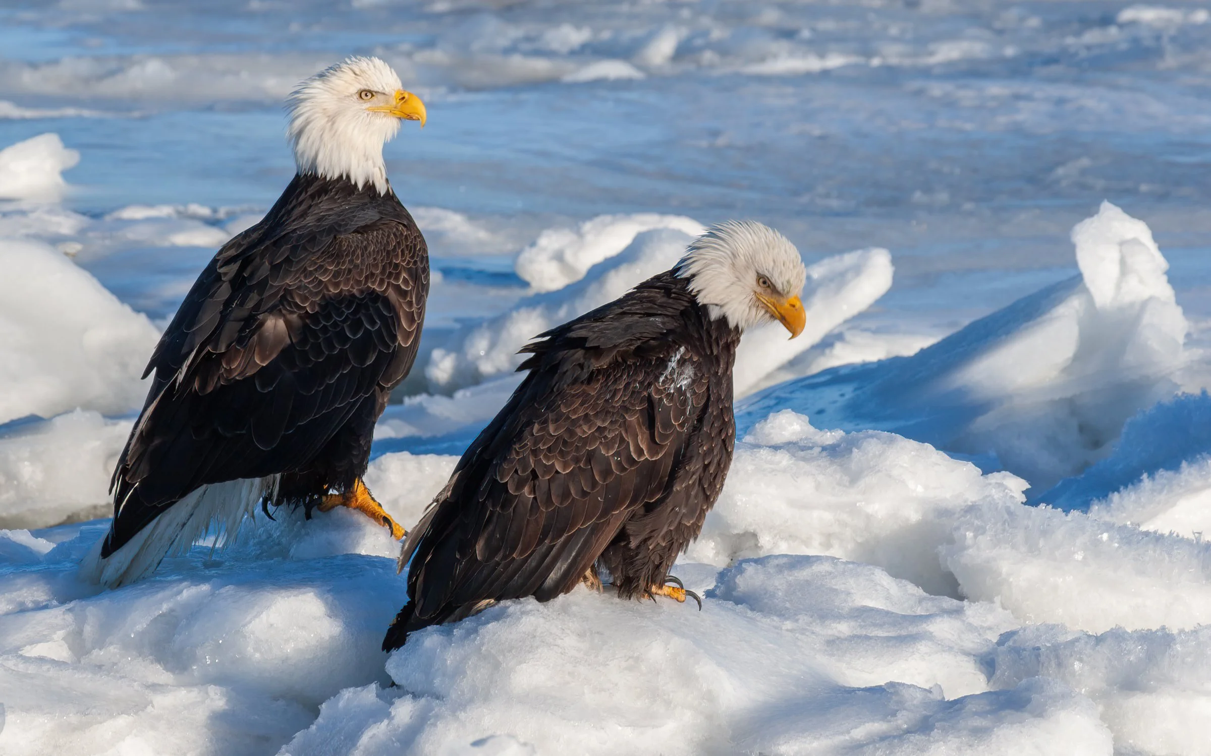 Bald_Eagle_Alaska_Photo_Tour_Workshop-.jpg