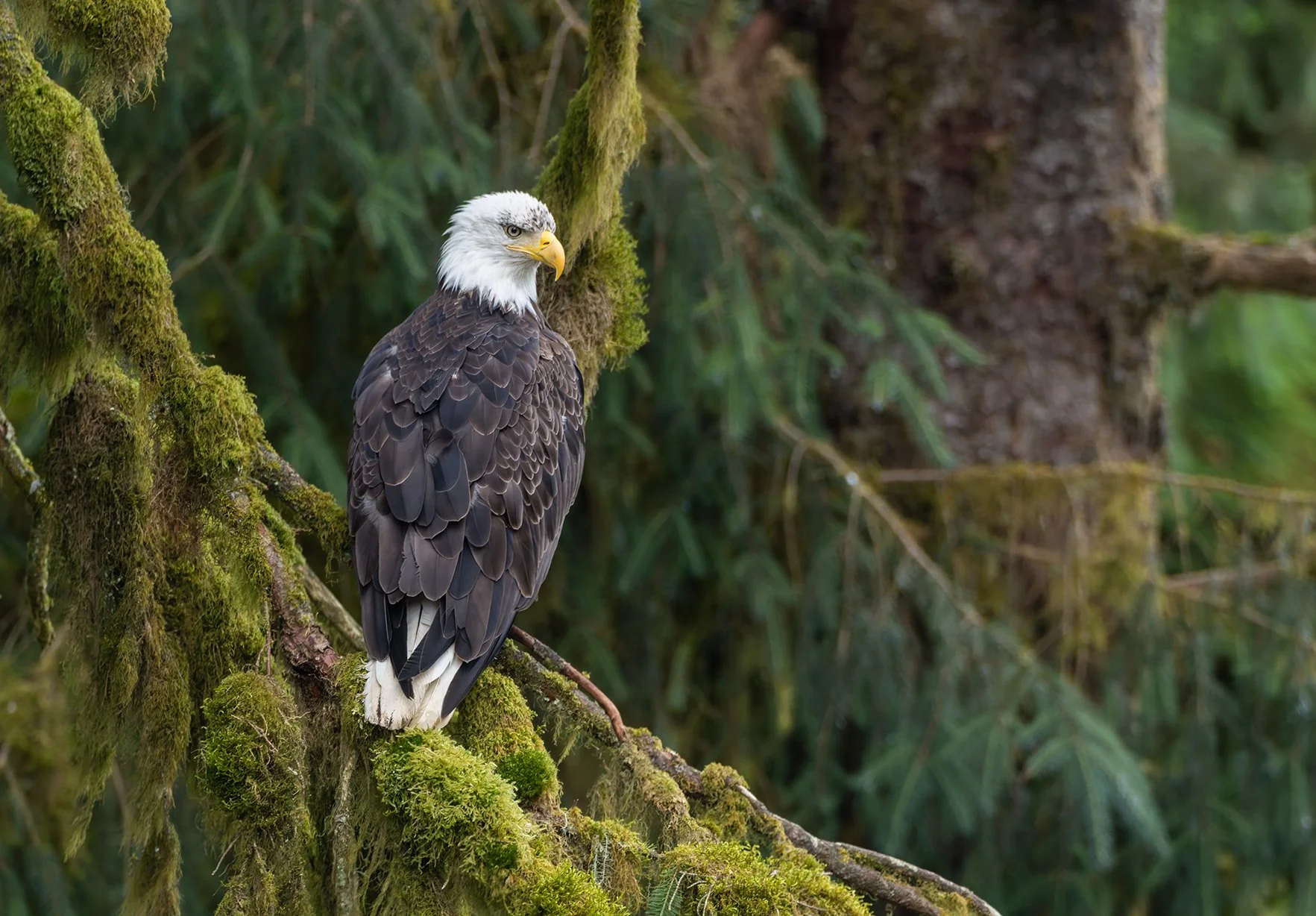20260804-Bald_Eagle_Alaska_Photo_Tour_Workshop-2158sm.jpg