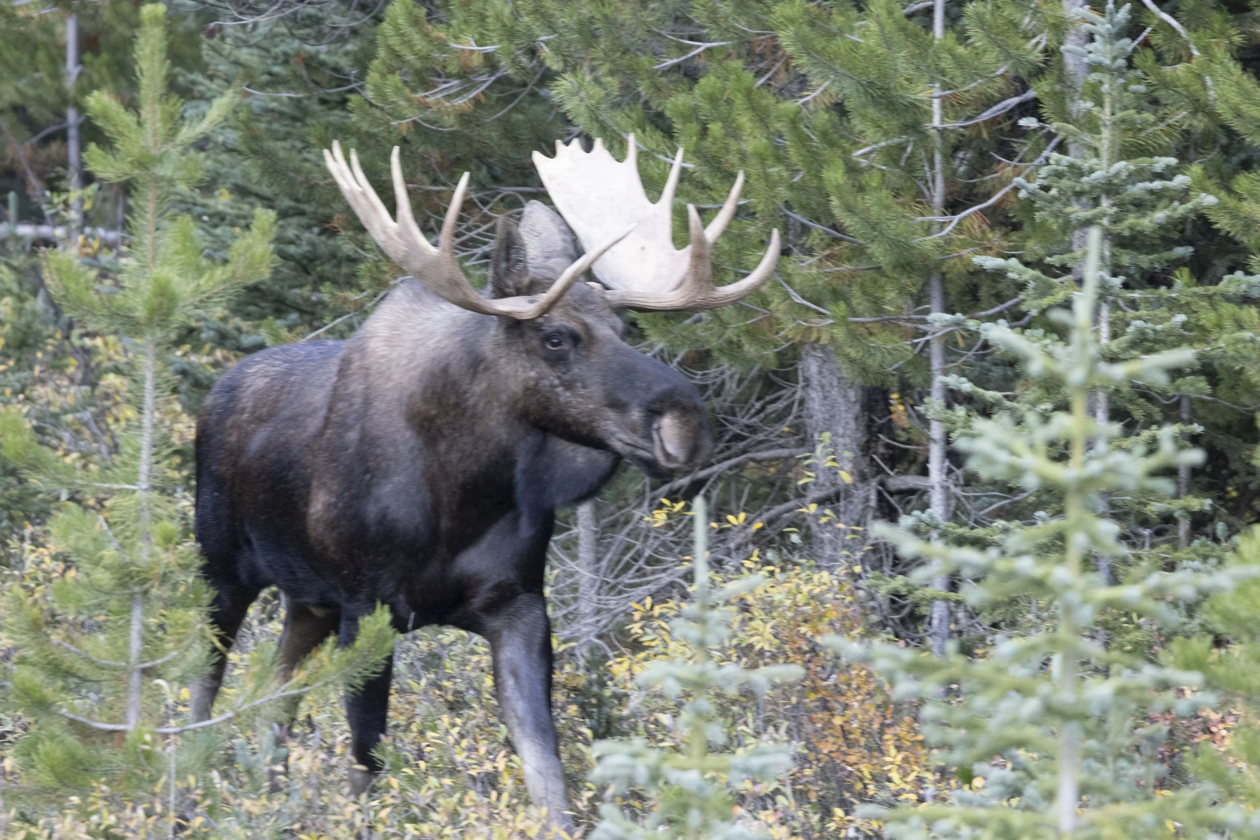 Bull_Moose_Canadian_Rockies_Photo_Tour_Workshop-3917.JPG