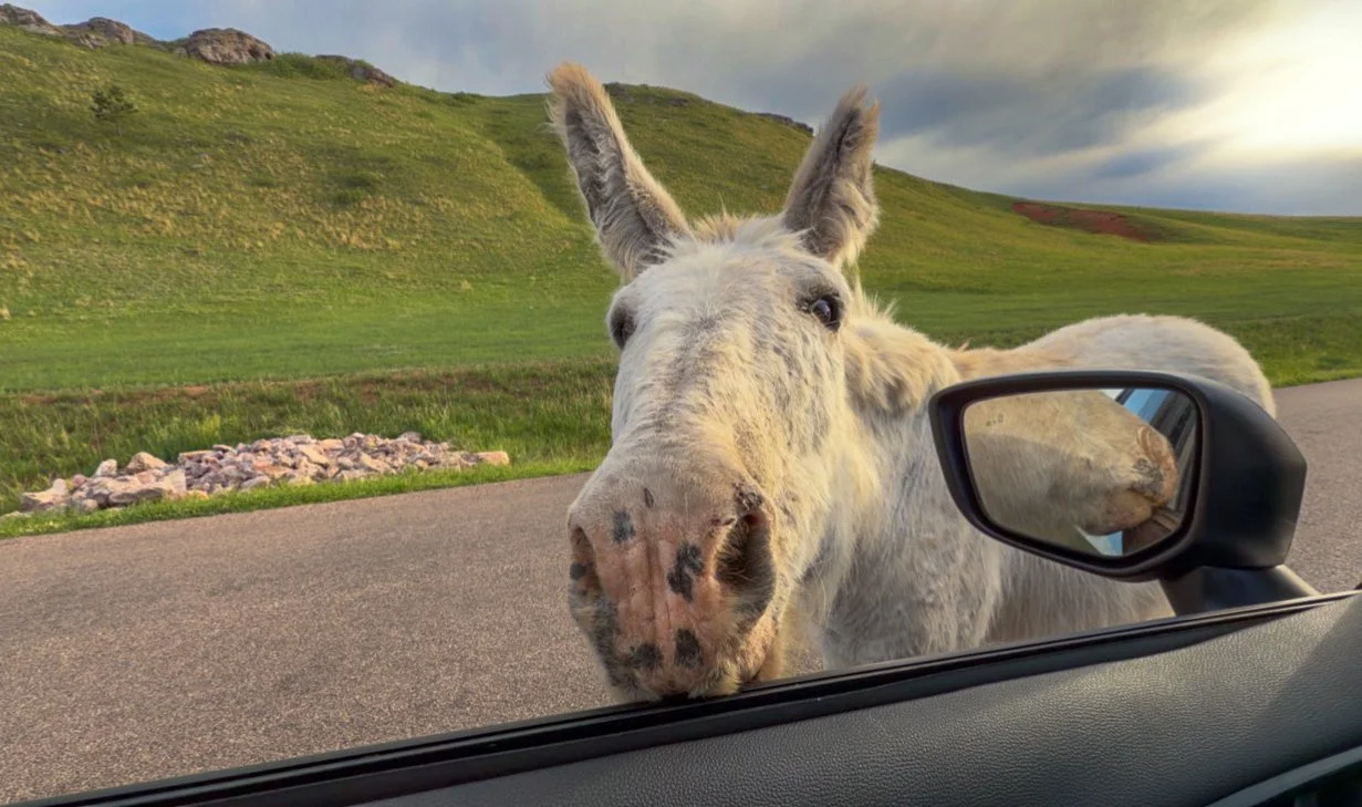 South_Dakota_Custer_Burro.jpg