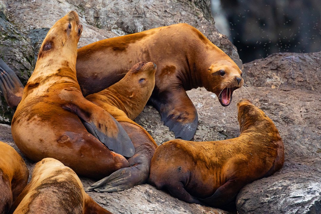 Alaska_Stellar_Sea_Lion_Photo_Tour_Workshop-0709.JPG