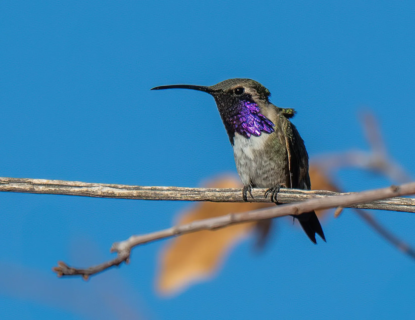 Arizona_Birds_Workshop_Lucifer_Hummingbird.jpg
