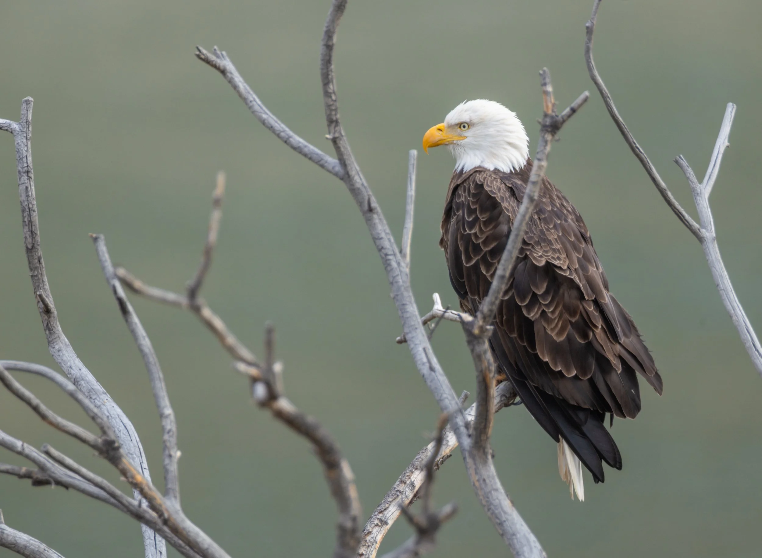 Bald_Eagle_Yellowstone_Winter_Photo_Tour_Workshop-9141.jpg