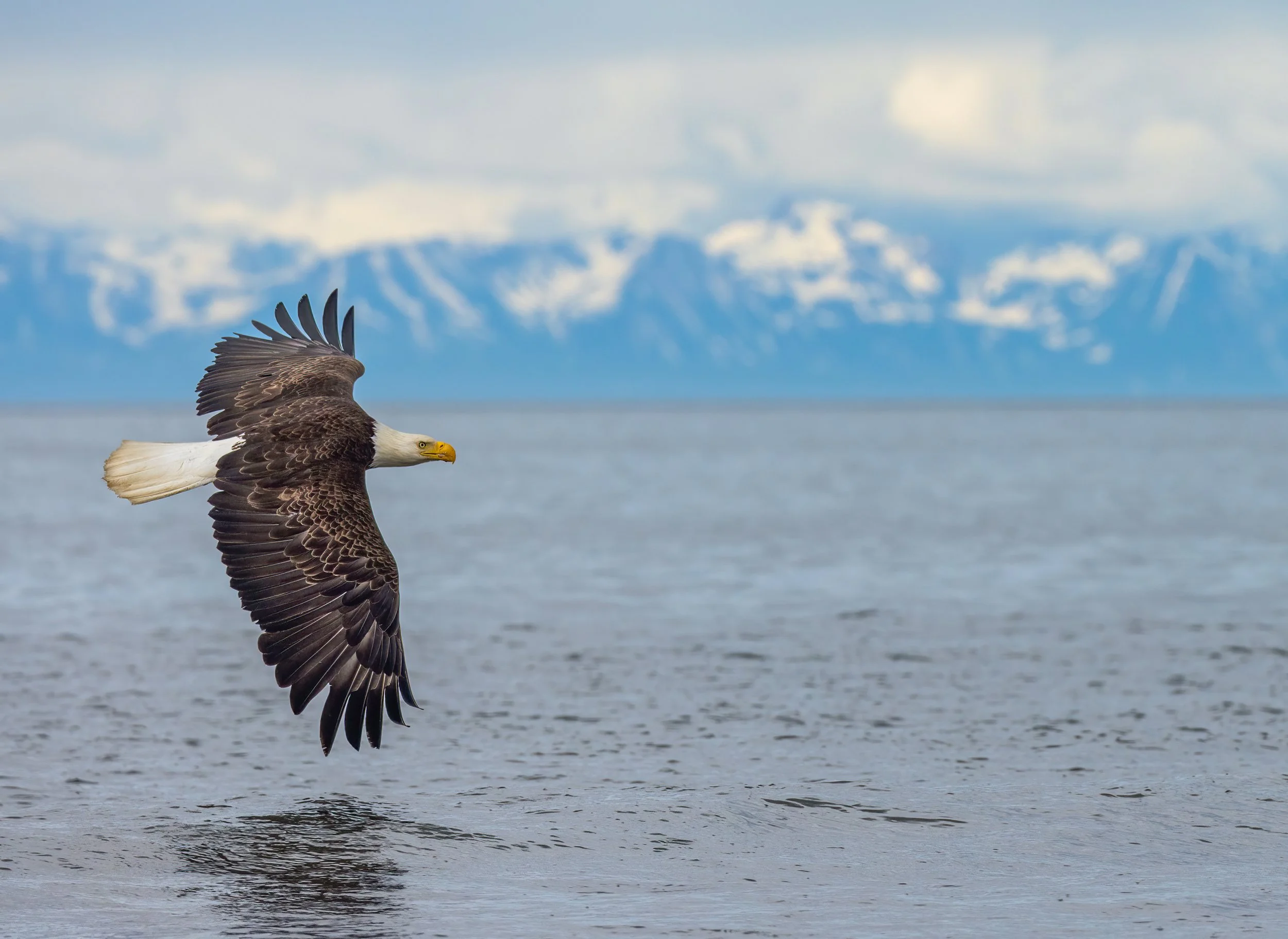 Bald_Eagle_Alaska_Photo_Tour_Workshop-3775.jpg