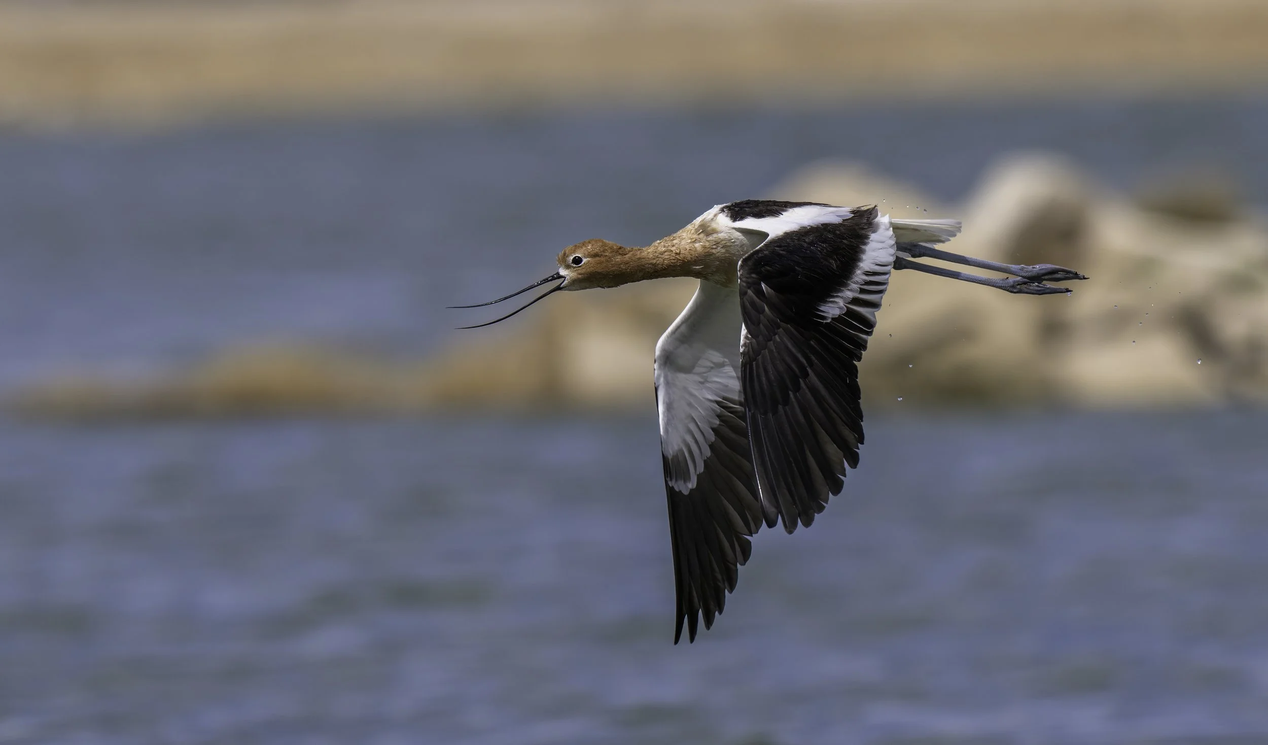 Arizona_Birds_Workshop_Avocet.jpg