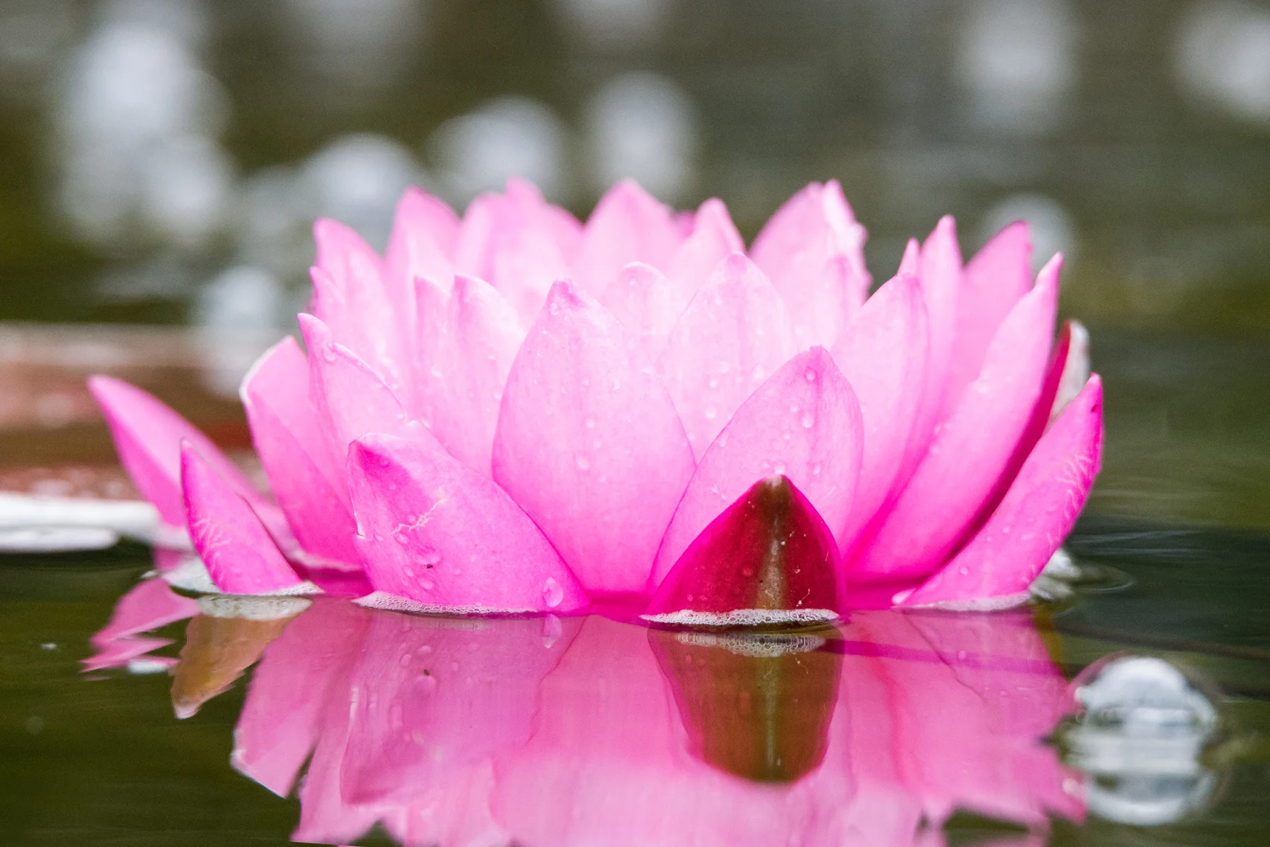 Pink Water Lily.jpg