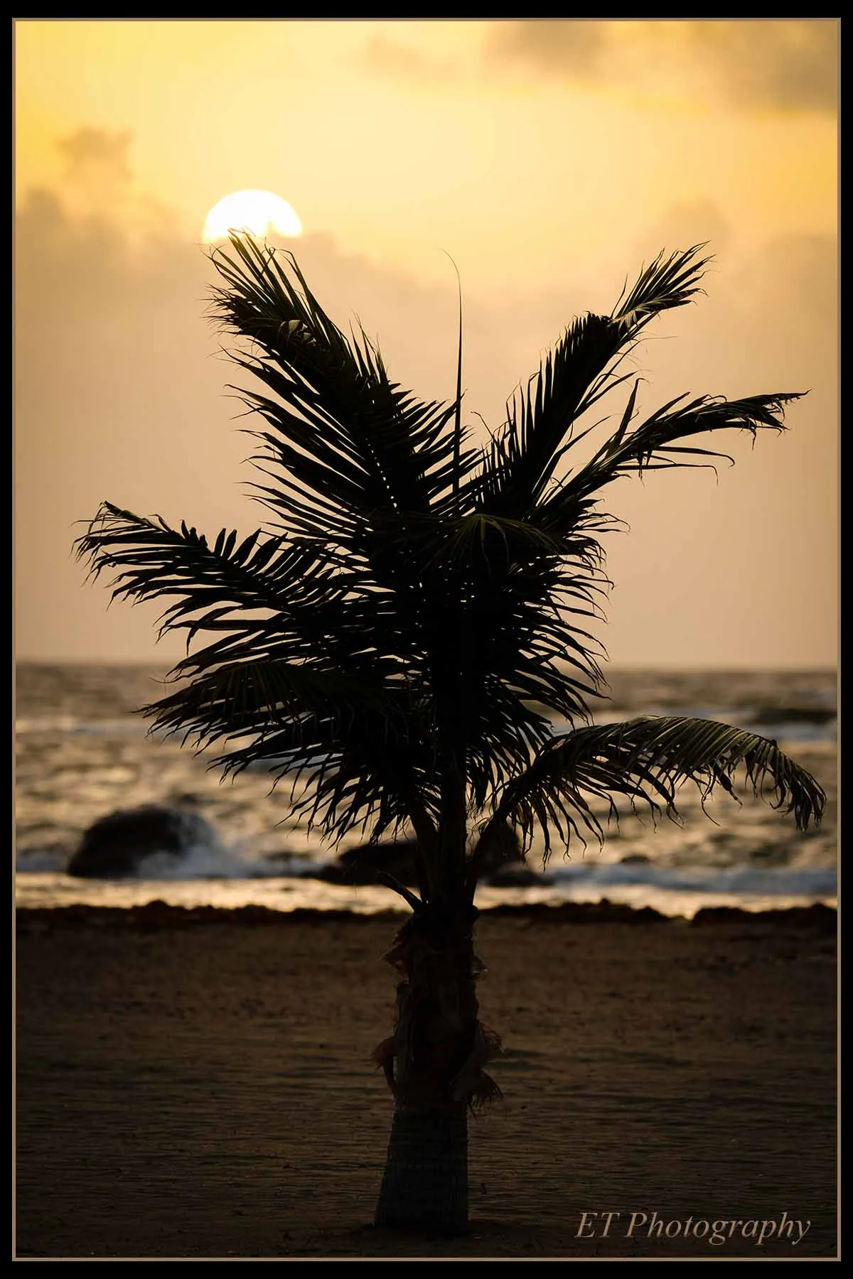 A single palm tree greeting the morning sun.