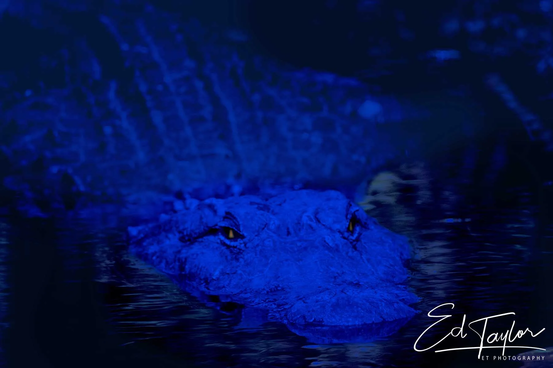 American Alligator lurking in the Everglades