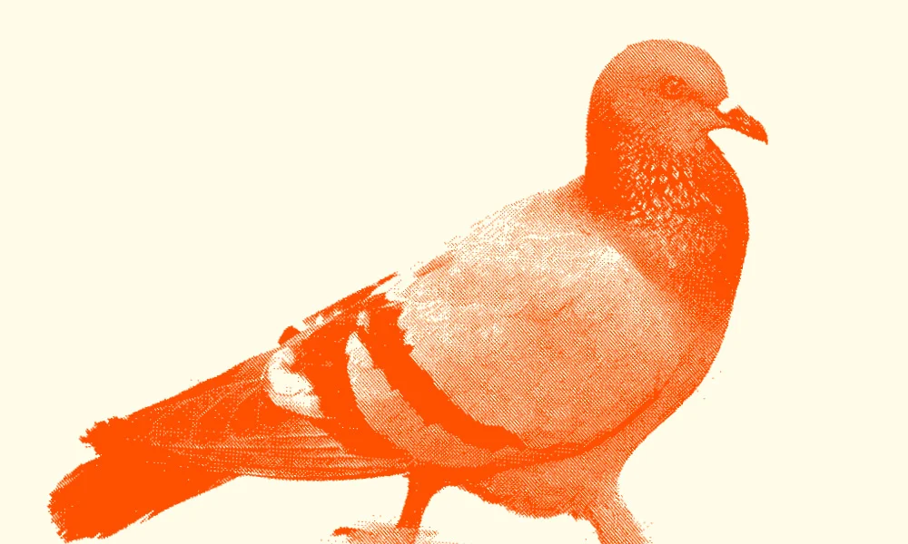 Pigeon