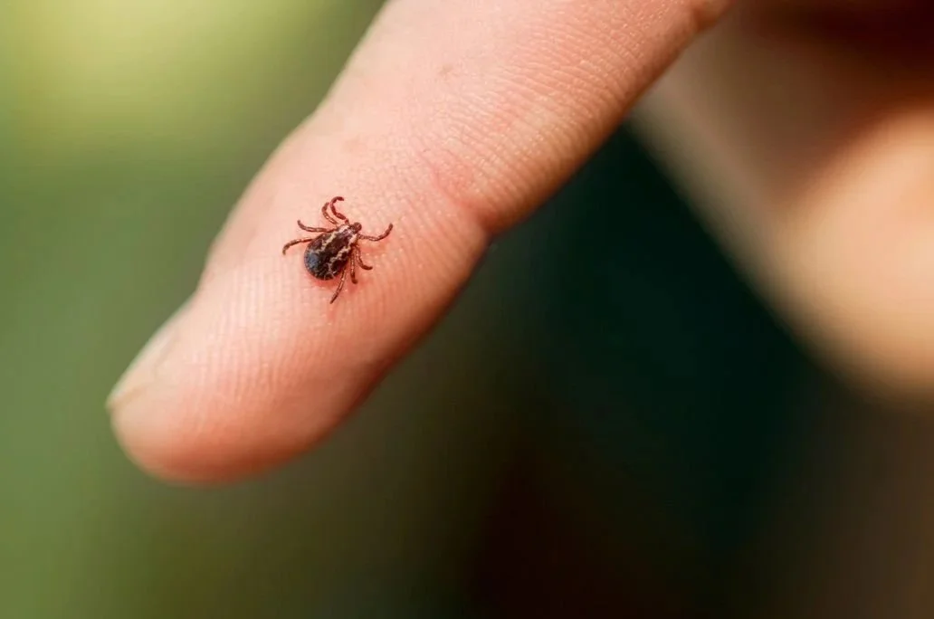 Tick Bite &amp; Lyme Prevention