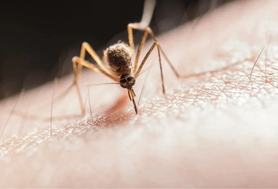 Insect Bites &amp; Stings