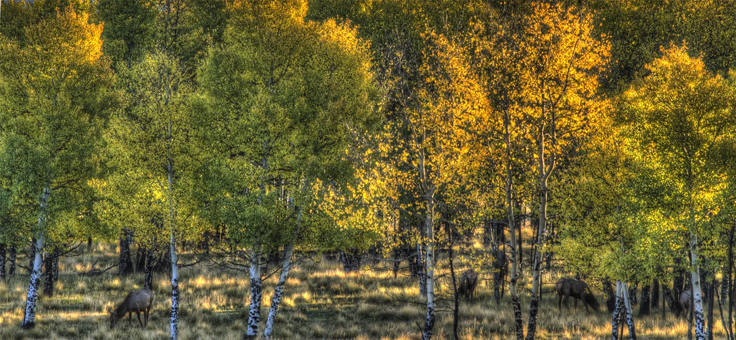 cow elk in fall aspens.jpg