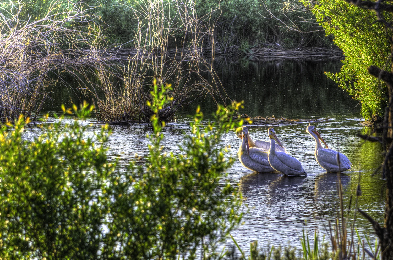 Pelicans