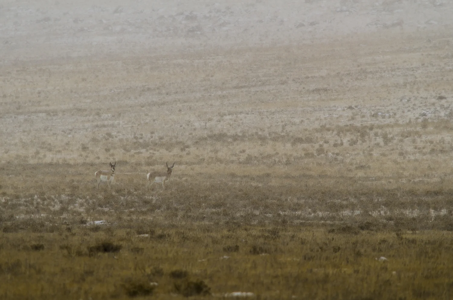 "As Seen From A Distance Through Fog And Snow"