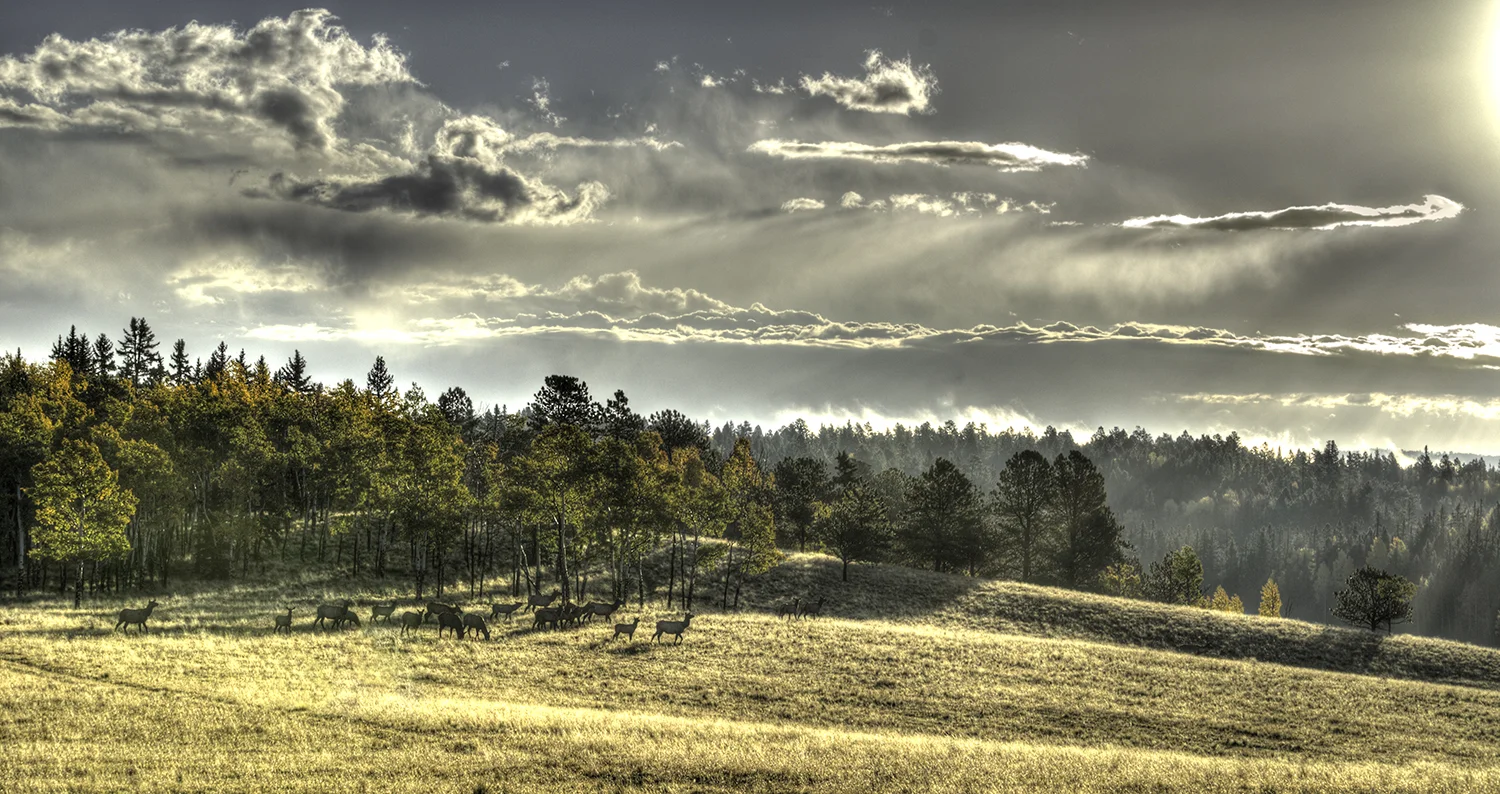 Elk Under Colorado Colors