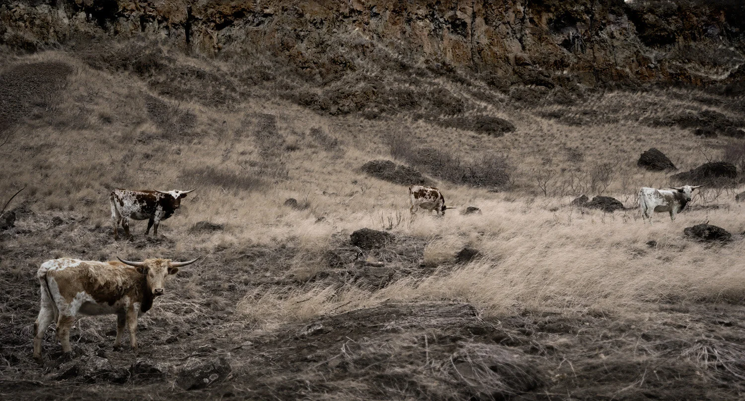 Honk If You Love Horns