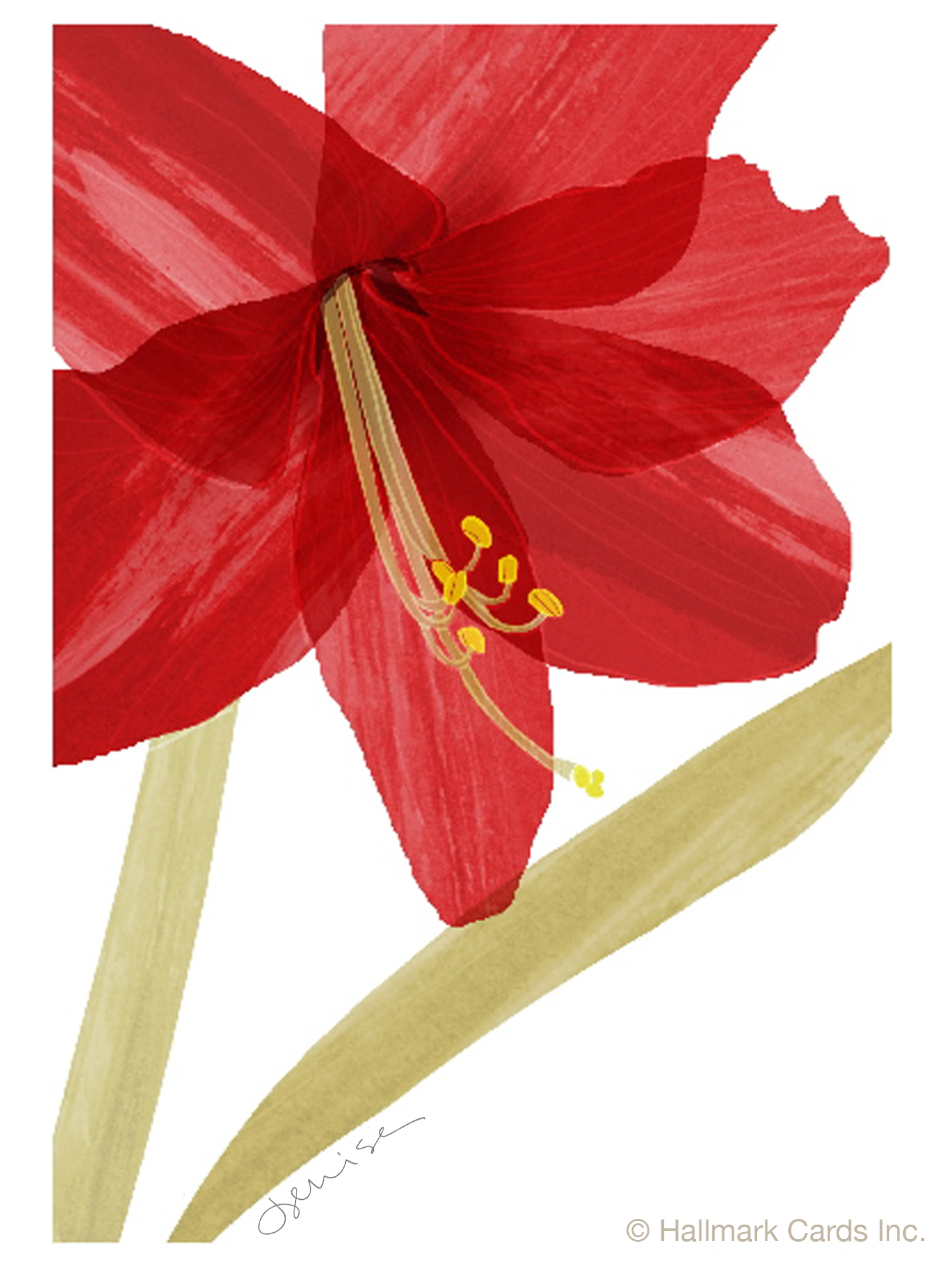 Red Amaryllis Smas Card.jpg