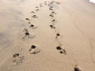 can we walk with you?