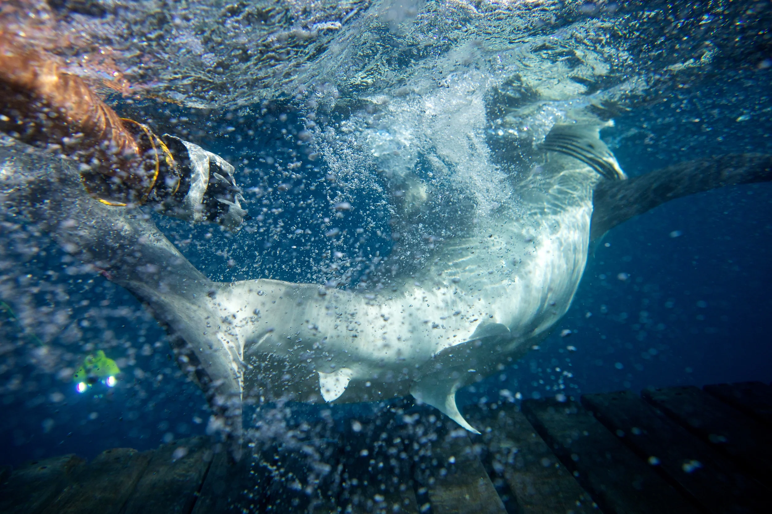 RG_P_Sharks_011.JPG