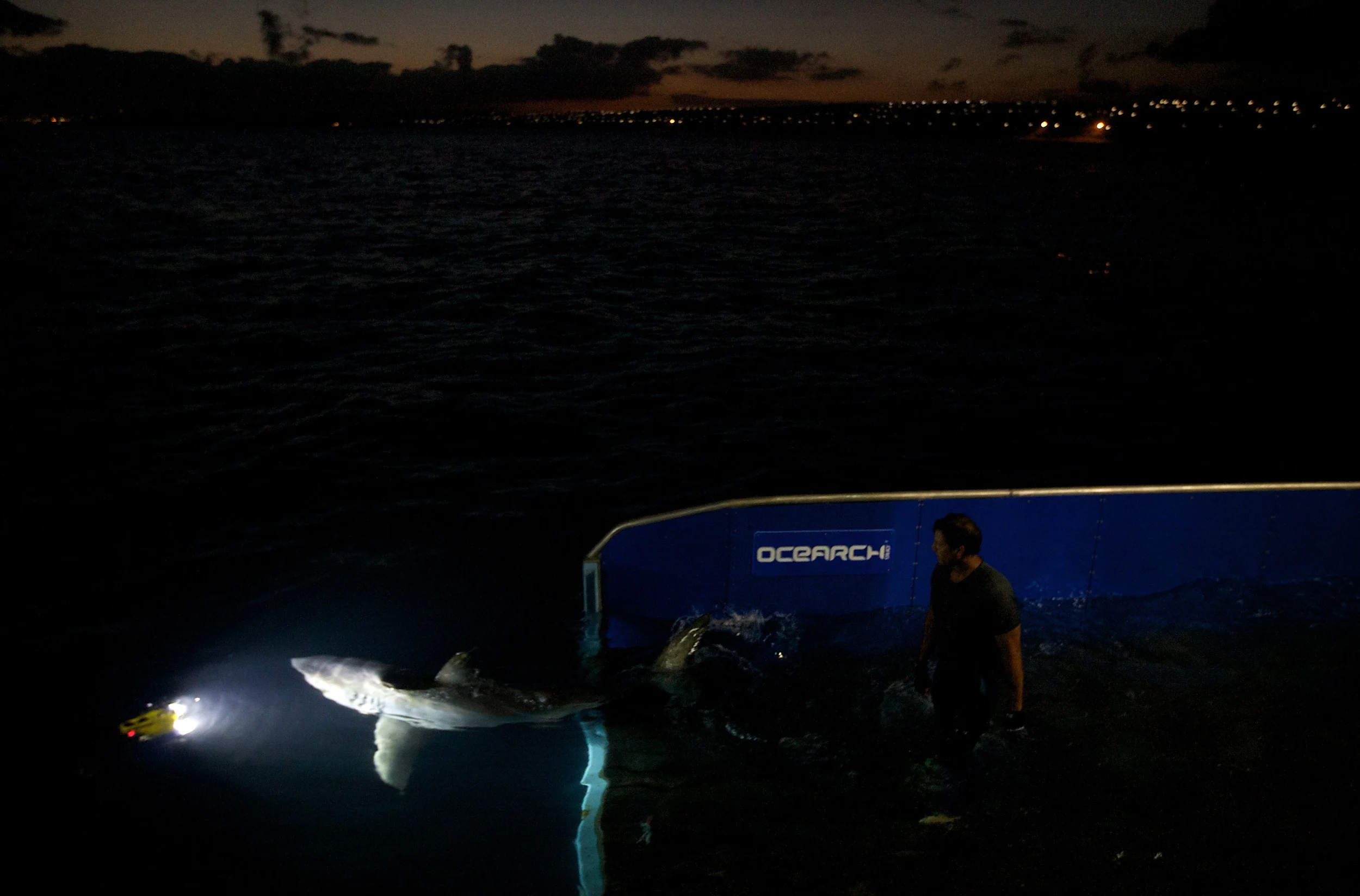 RG_P_Sharks_026.JPG