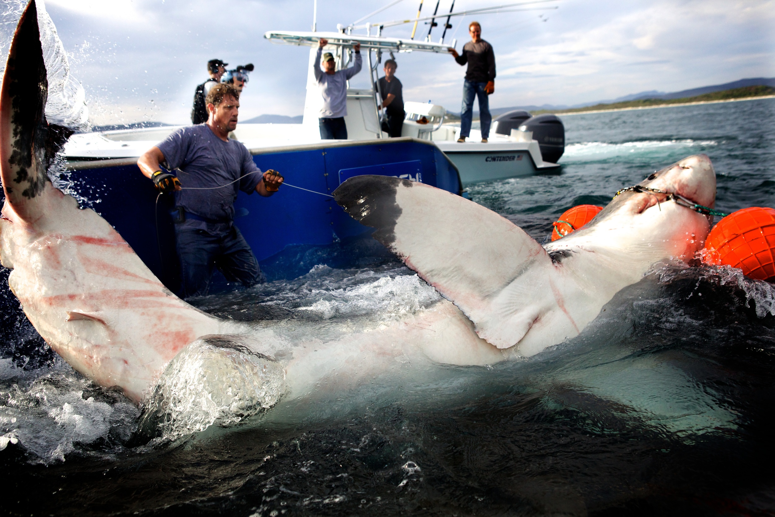 RG_P_Sharks_025.JPG