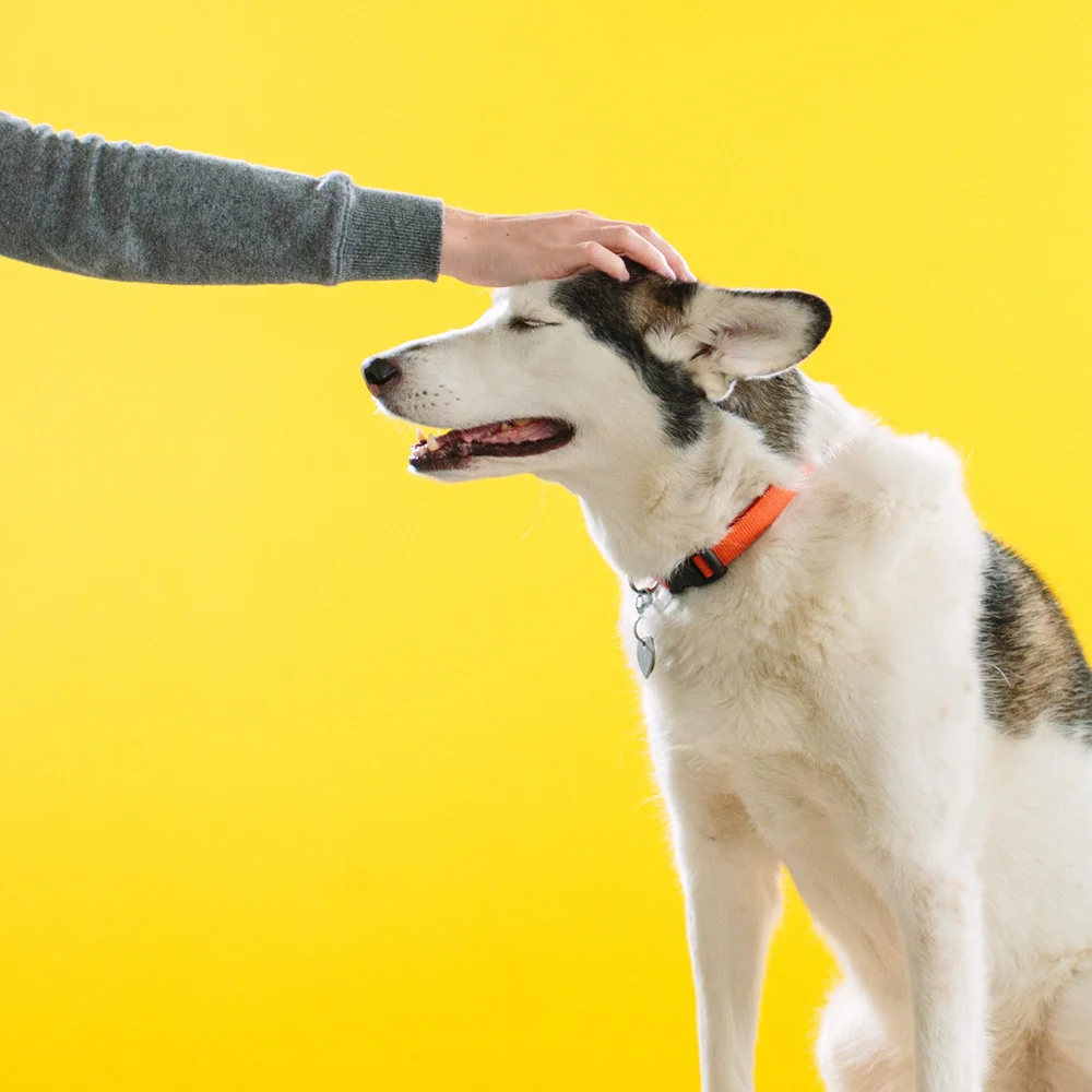 See, what did we say? All it took was some ear rubs and kisses and she warmed right up to you! Good girl, Emery! :)