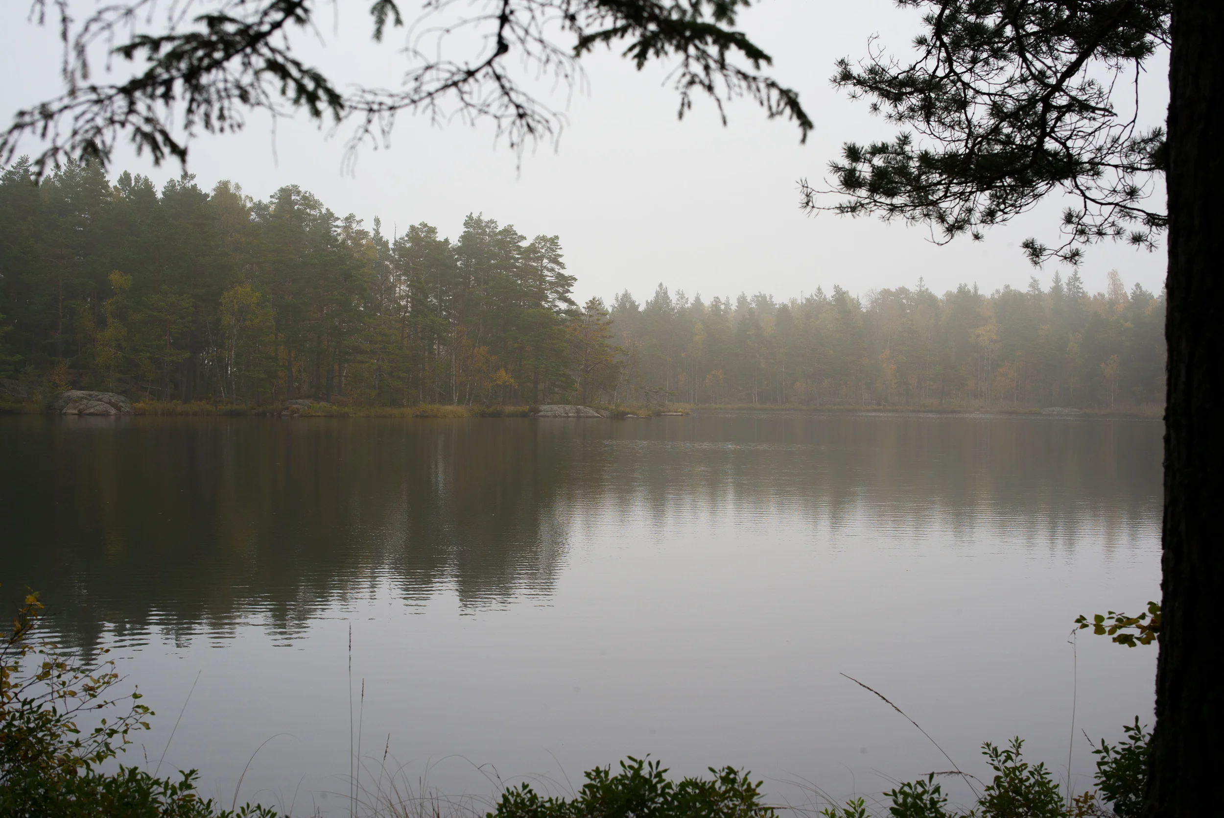 Ars Lake in Tyresta National Park on a cold, misty autumn day.