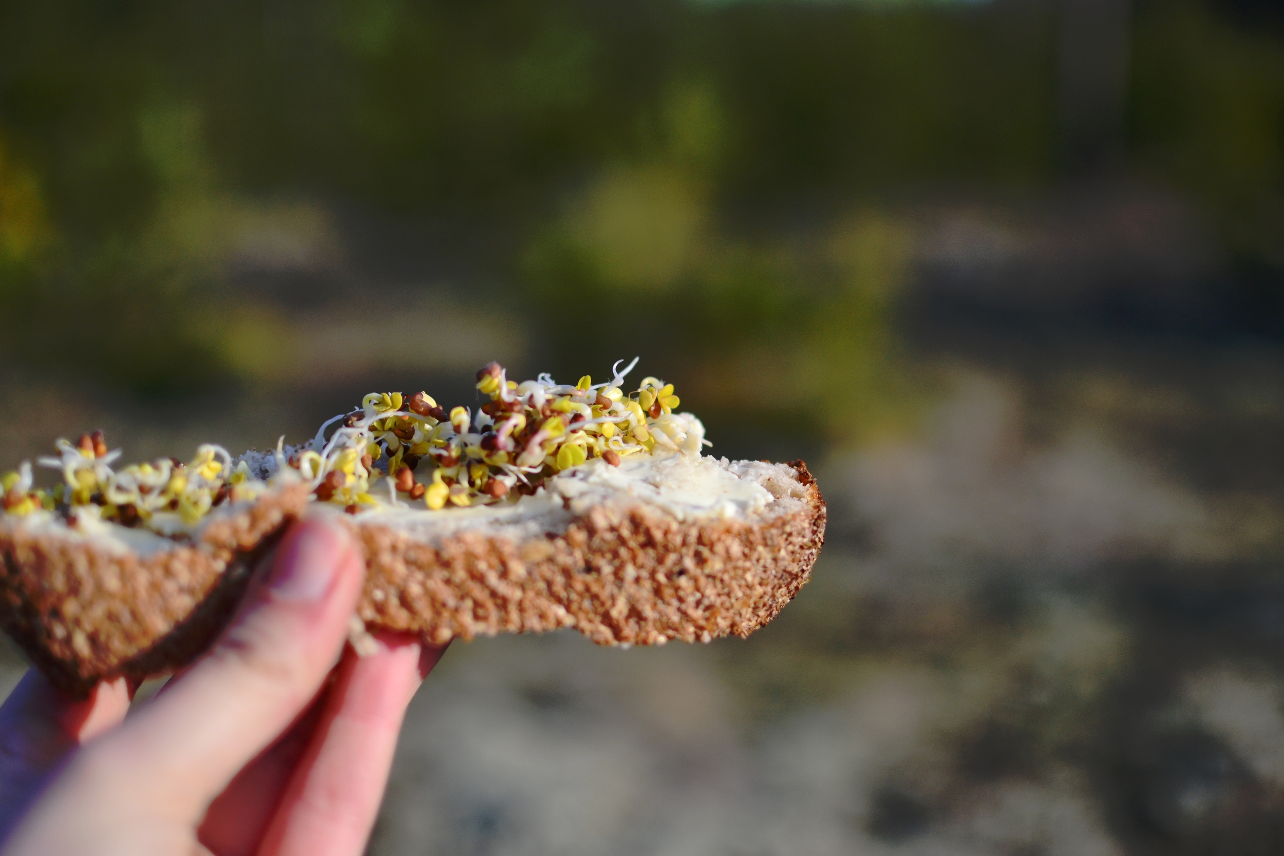 sandwich nature.JPG