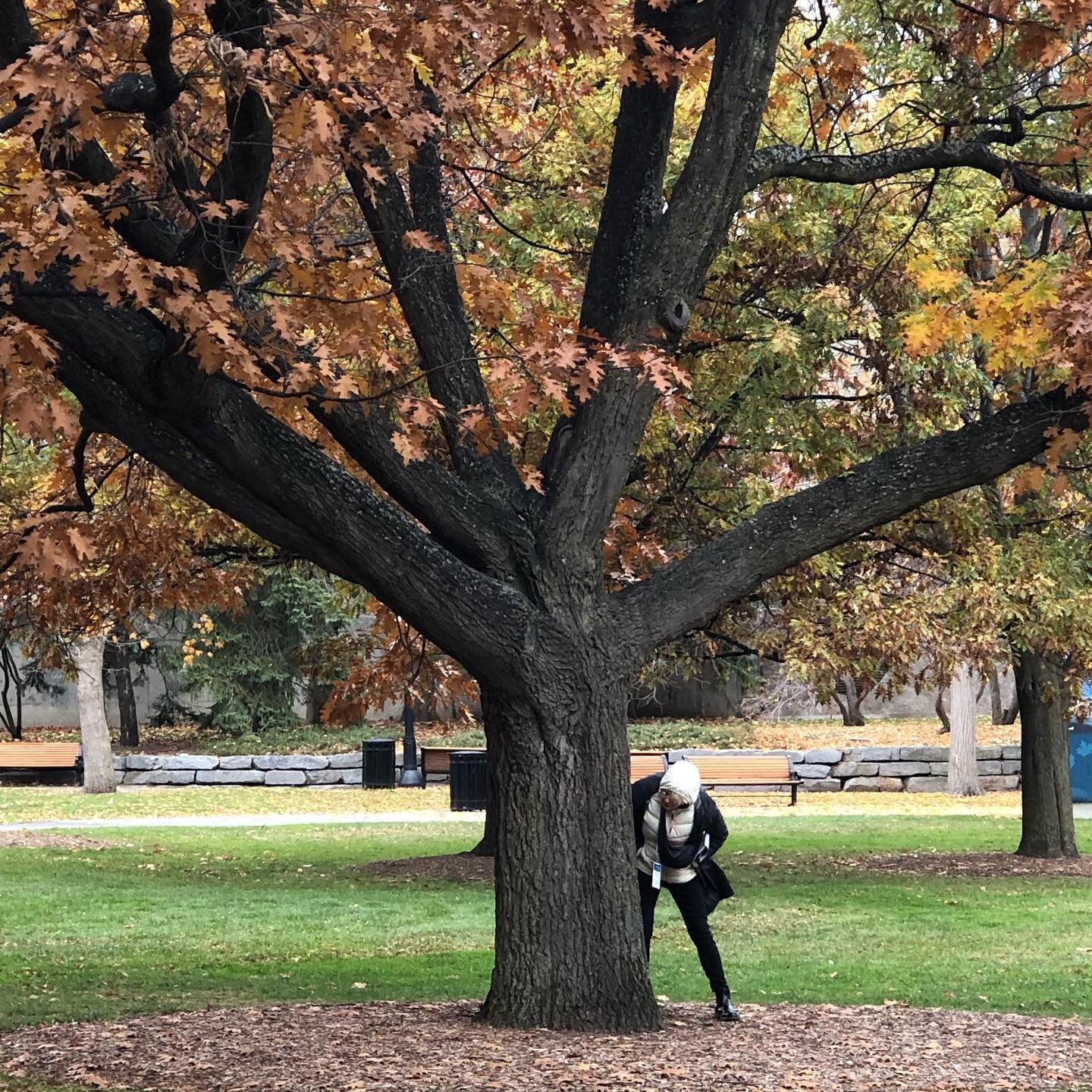 Any time a project results in participants exploring a tree for 45 minutes is a grand SUCCESS!! 

#helloneighbours #ottawa 

@capacoa_arts