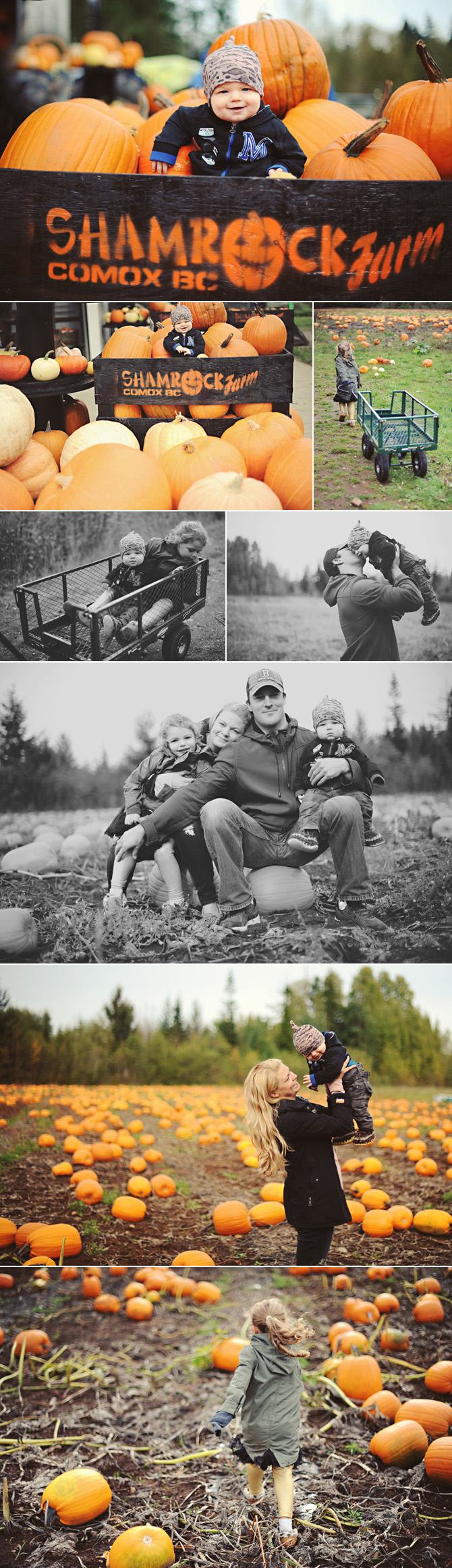 Pumpkin Patch