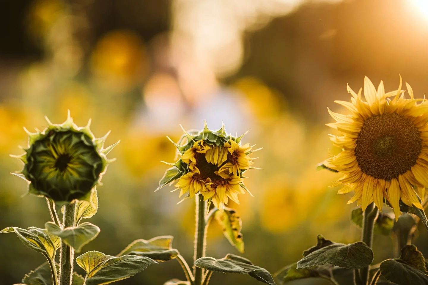 I always reach a moment
where I am caught off guard and realize
these plants are too big for these pots,
my house, my spaces.

The roots are showing, and they need more soil,
more light, bigger pots.
They&rsquo;re leaning toward the light, the sun, t