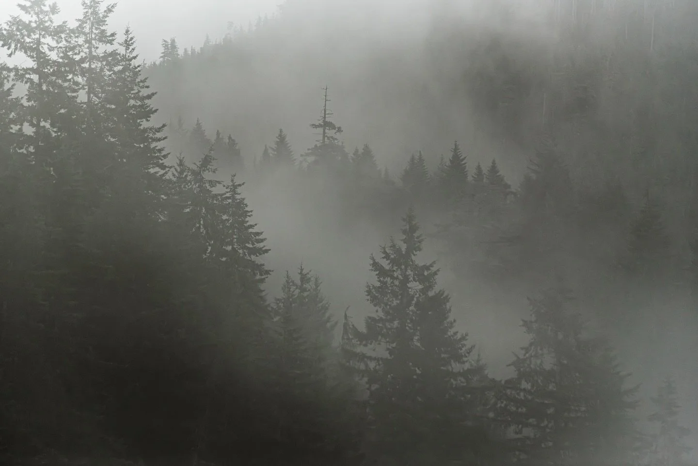 We&rsquo;ve been covered in a thick blanket of fog on the island recently. 

While waiting for the fog to rise. 
I can&rsquo;t help but obsess a little about fog.

Fog is made of tiny water droplets suspended in air.

When sunlight passes through the