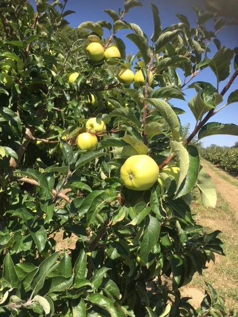 Belchard Chanteclerc