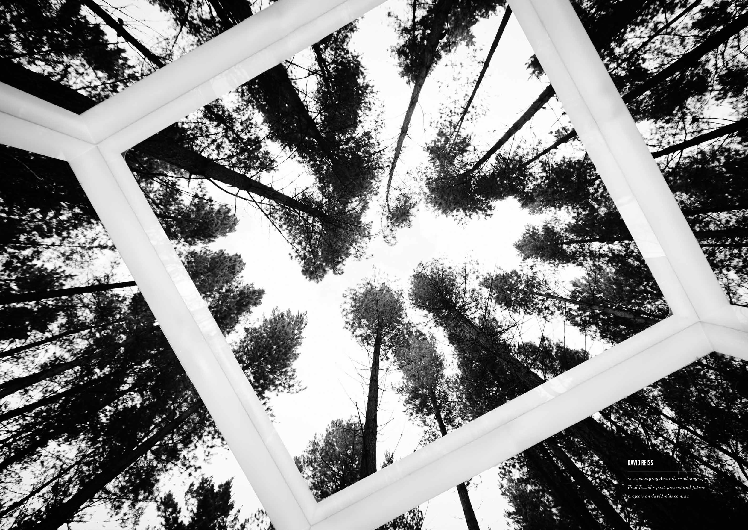 forestlight-6.jpg