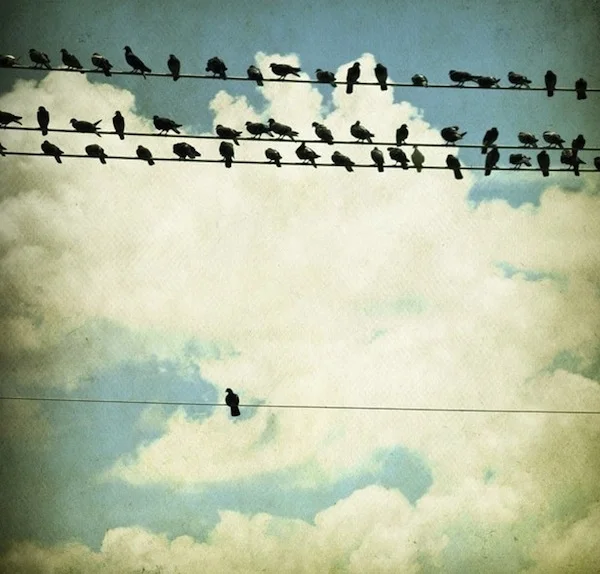 birds_of_a_feather_by_kabuto124-d5r7d59.jpg